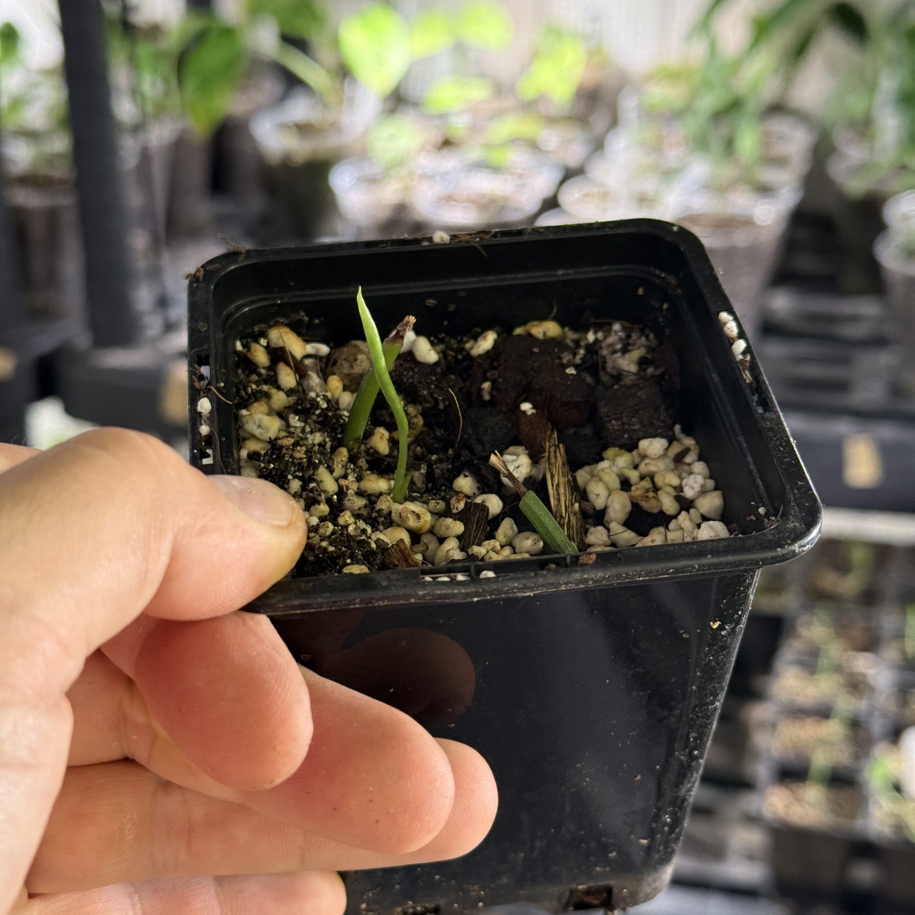 Epipremnum hanoman sp. bali variegata