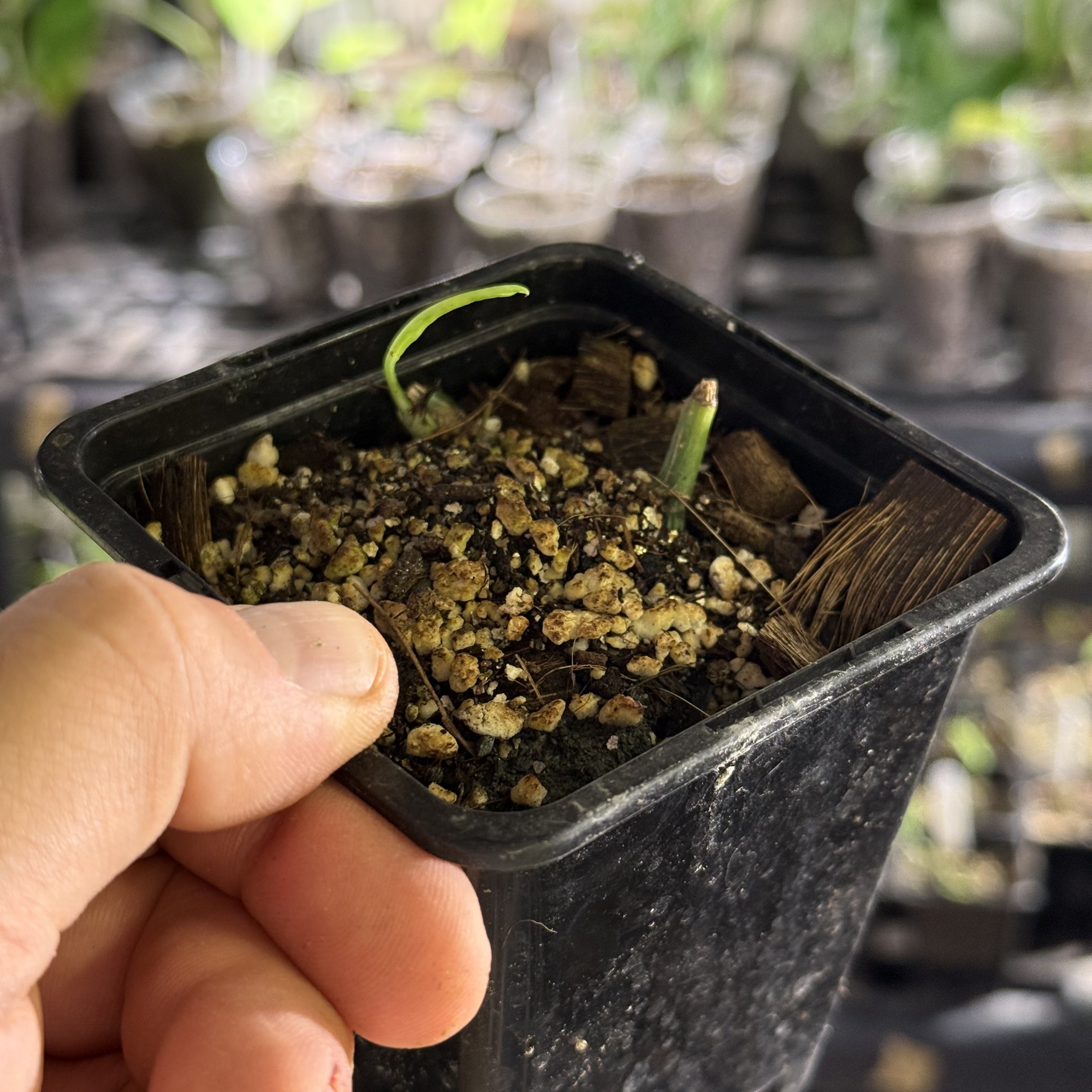 Epipremnum hanoman sp. bali variegata