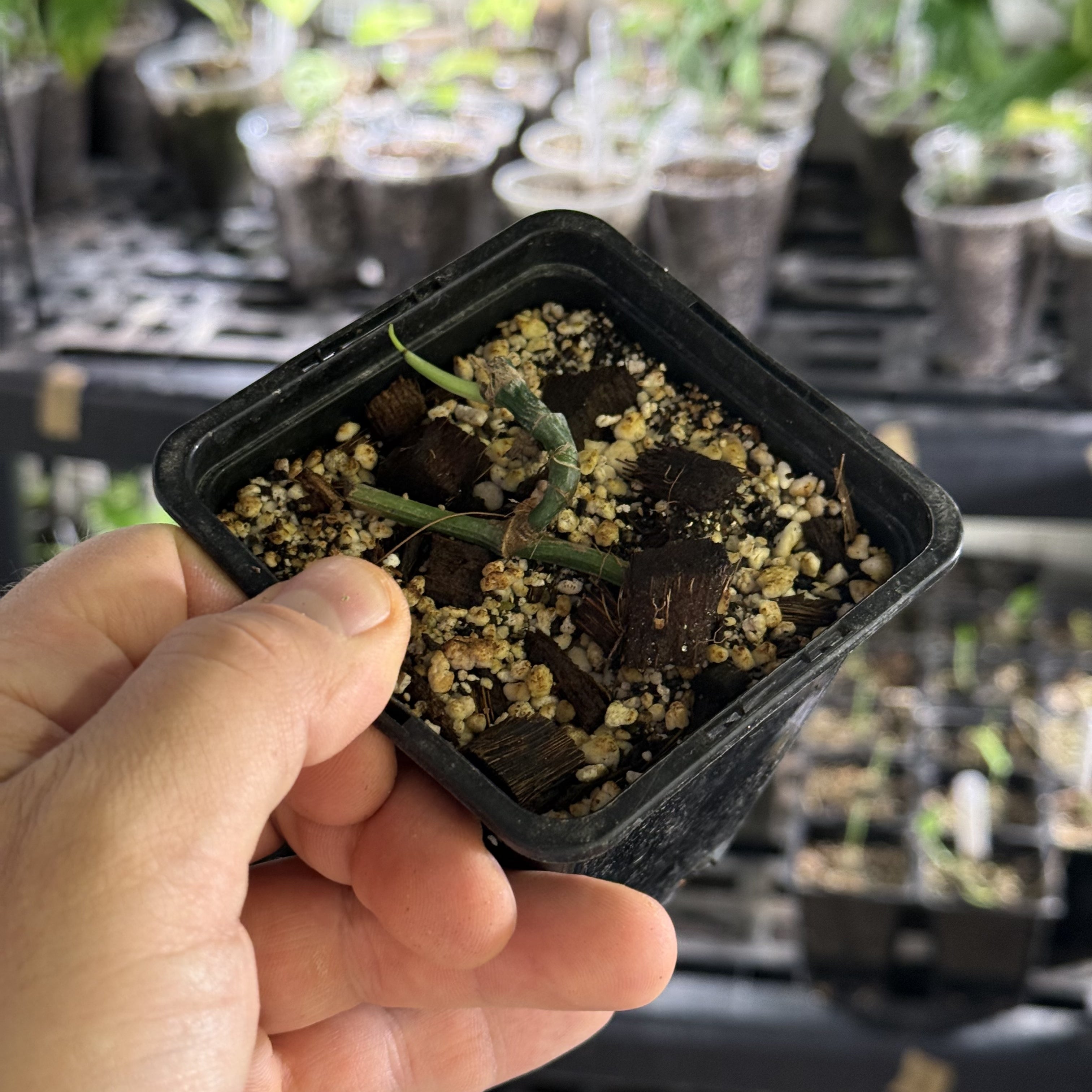 Epipremnum hanoman sp. bali variegata
