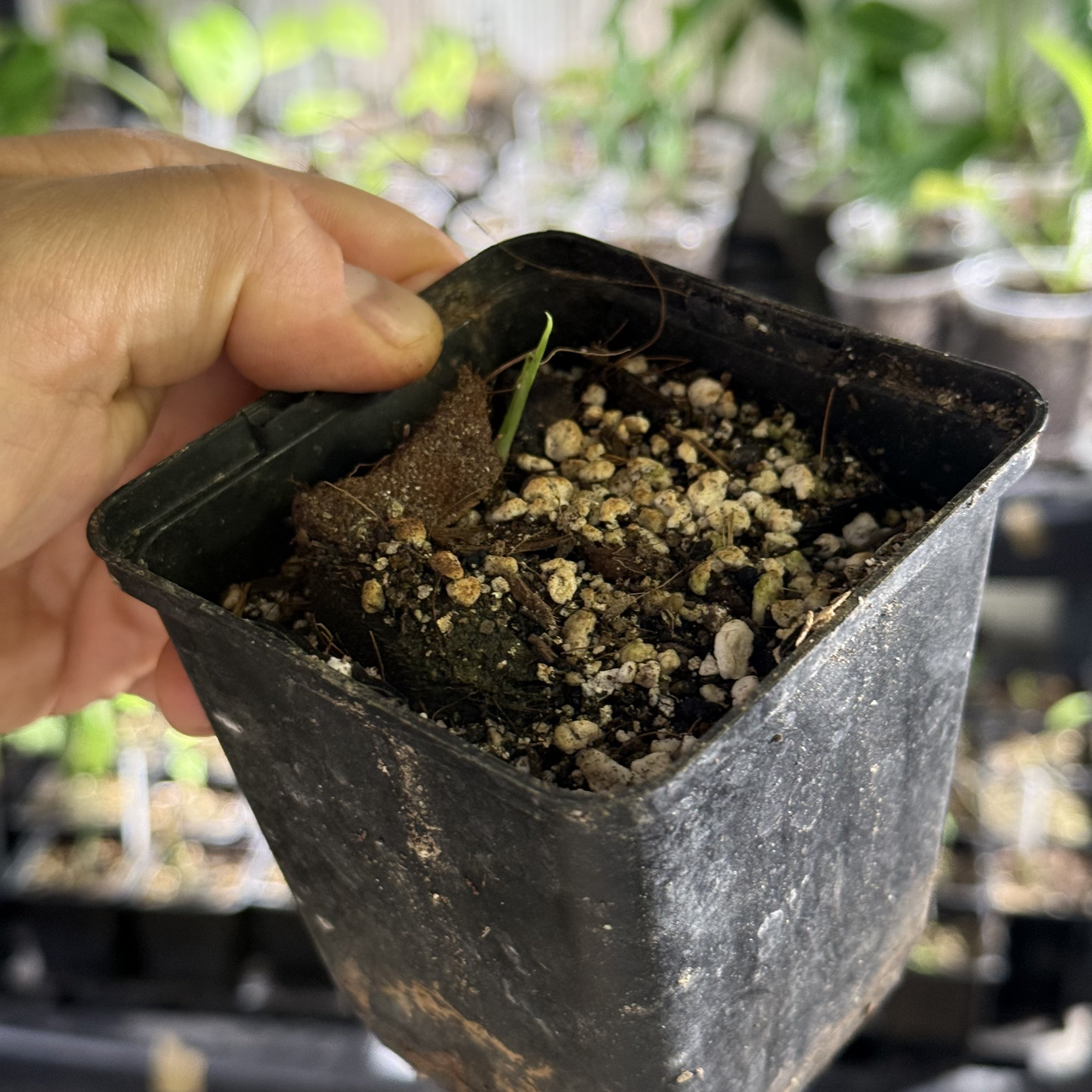 Epipremnum hanoman sp. bali variegata