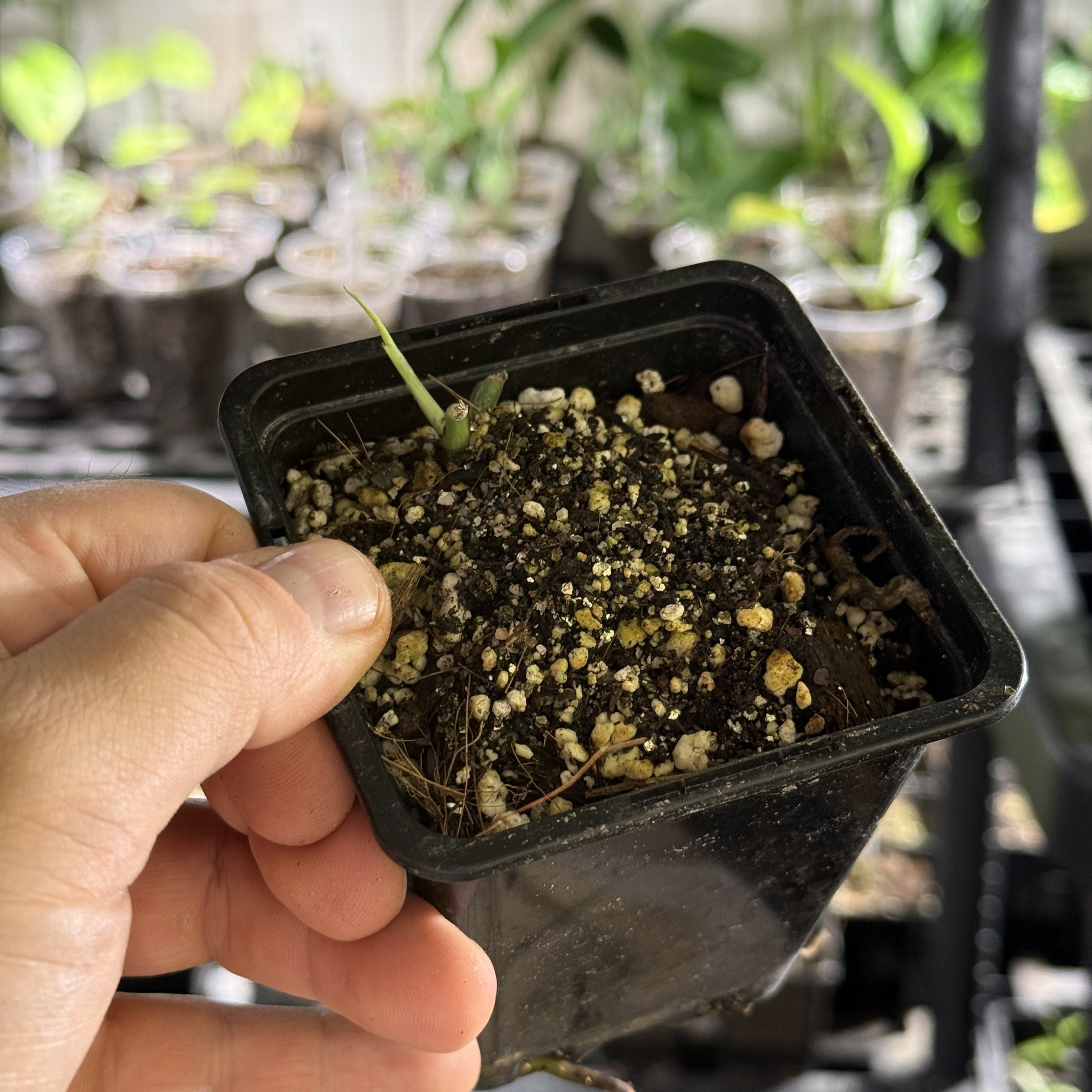 Epipremnum hanoman sp. bali variegata