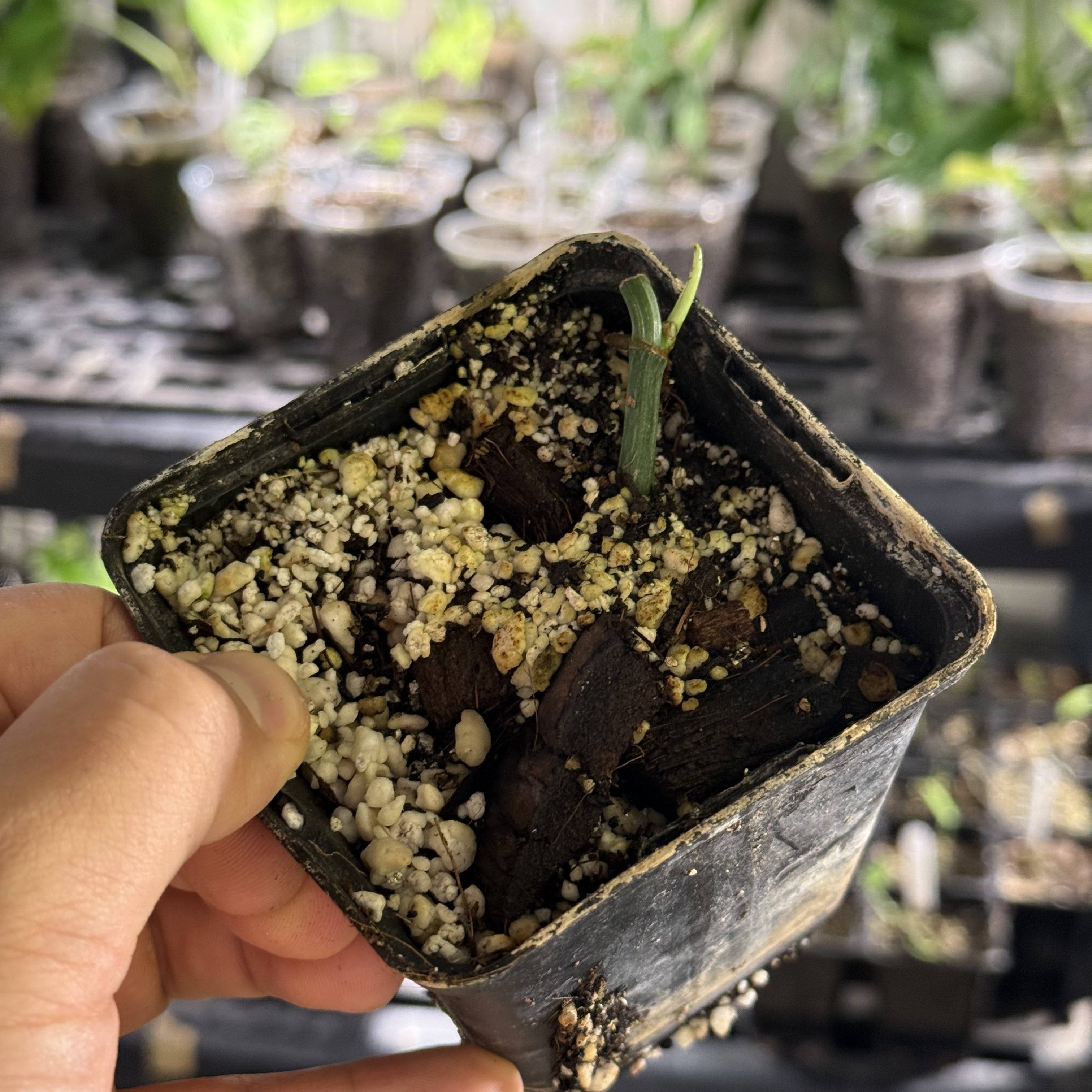 Epipremnum hanoman sp. bali variegata