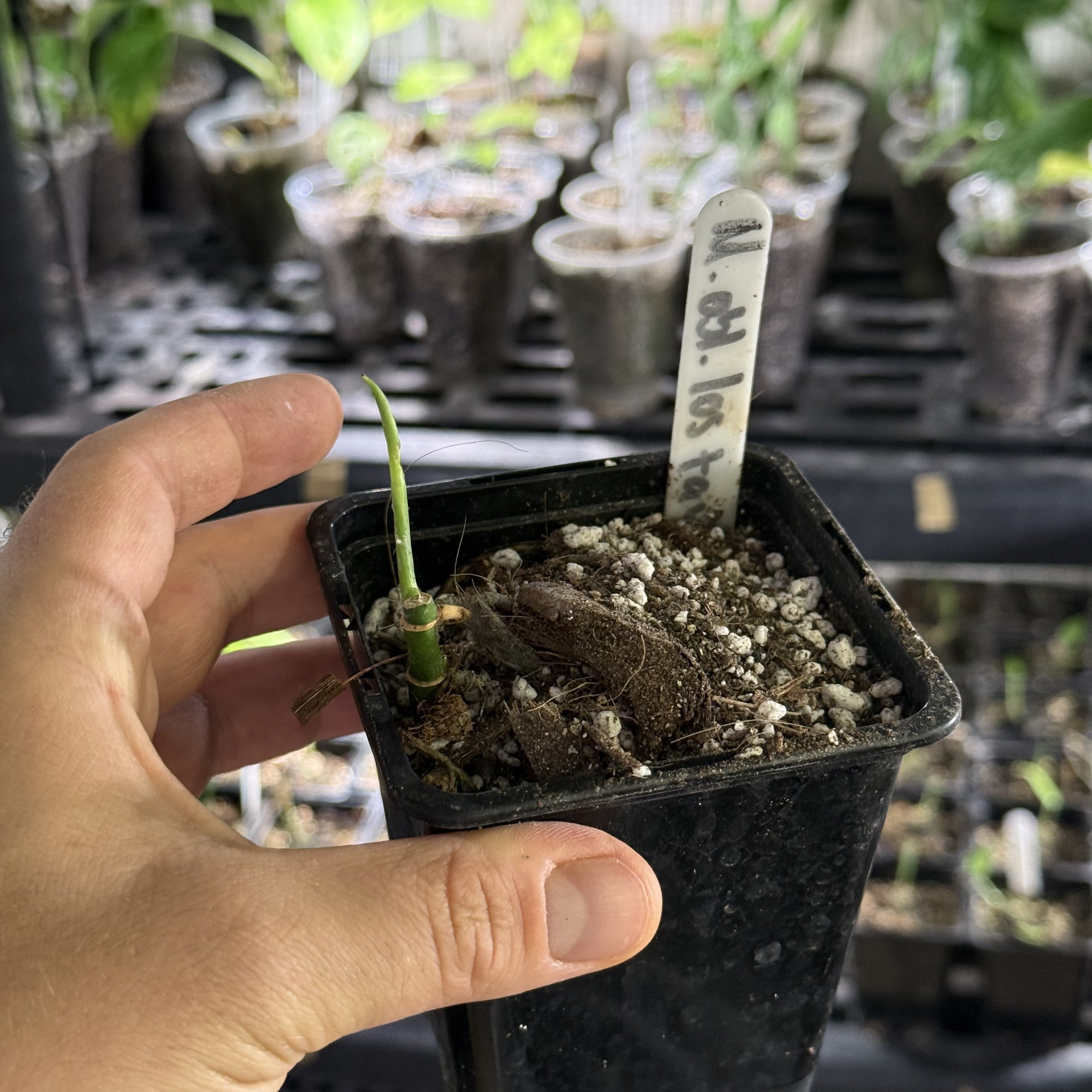 Monstera obliqua los tayos