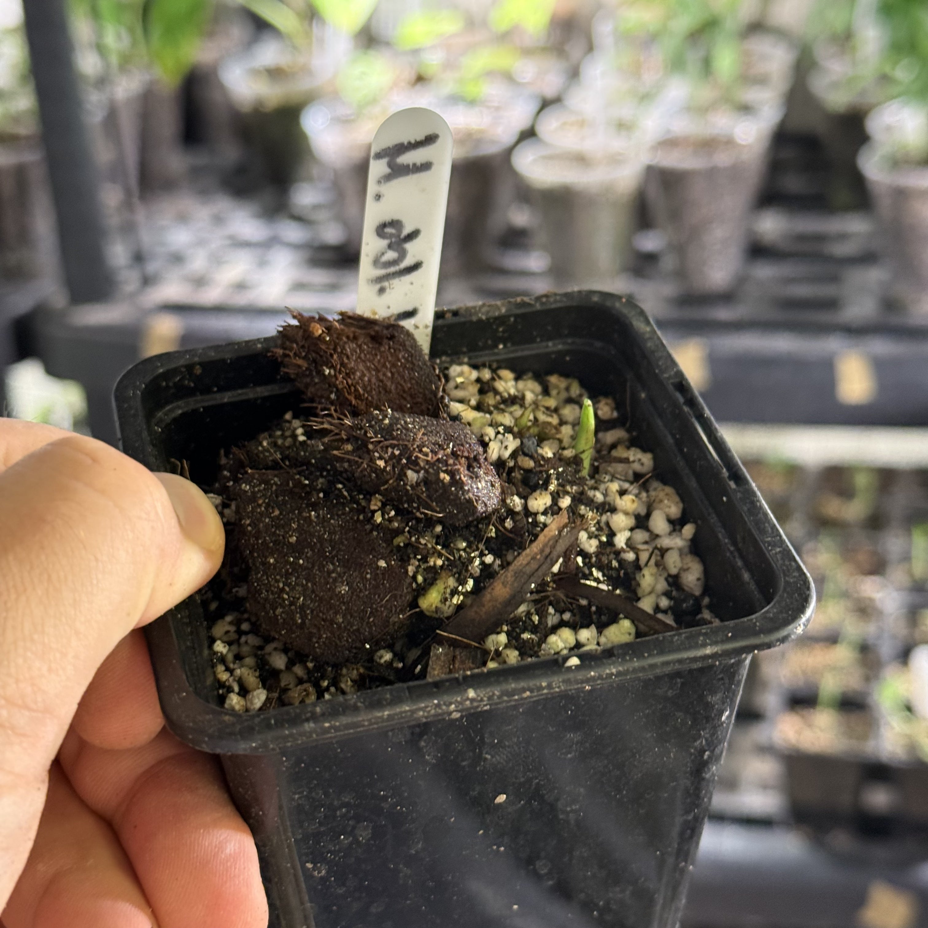 Monstera obliqua los tayos