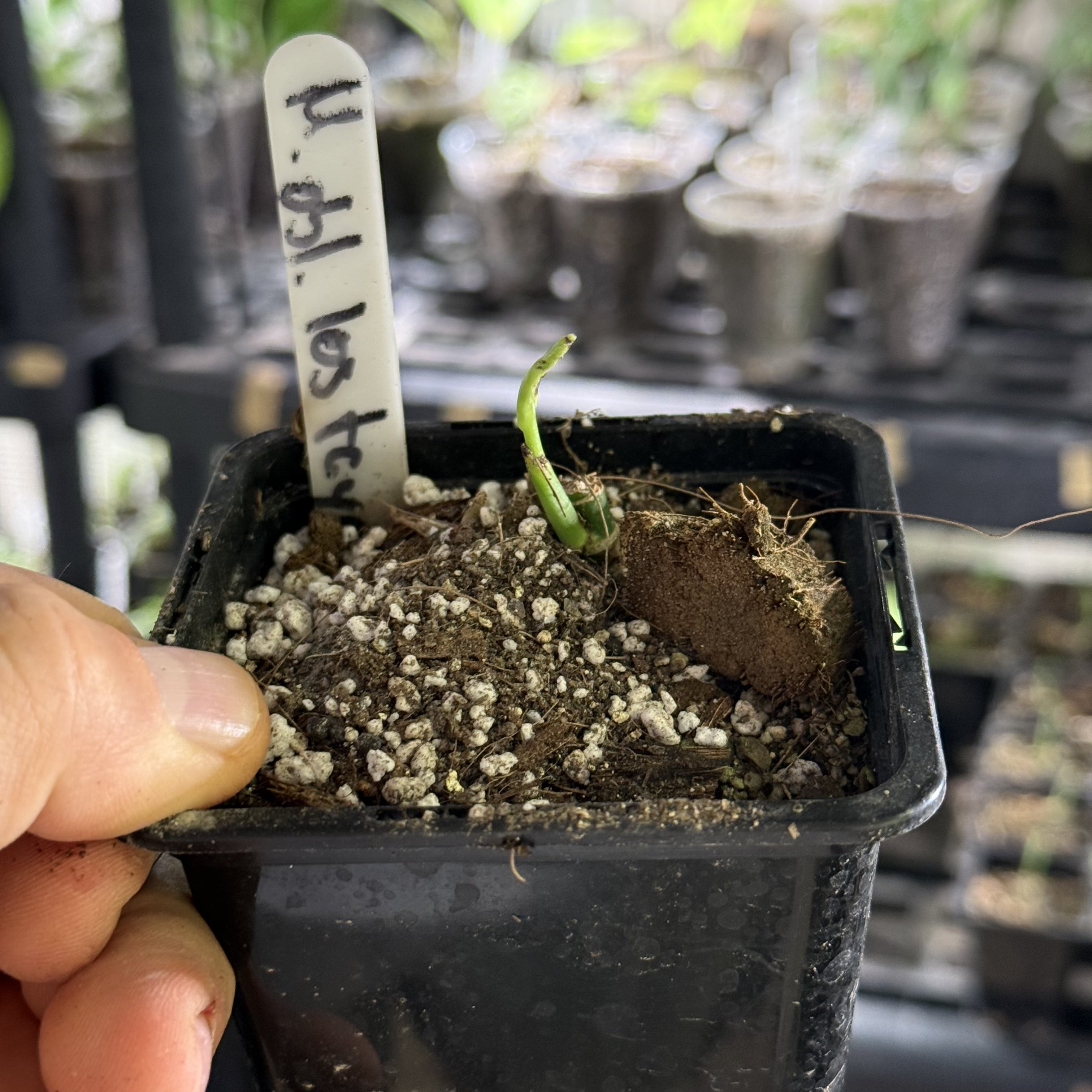 Monstera obliqua los tayos