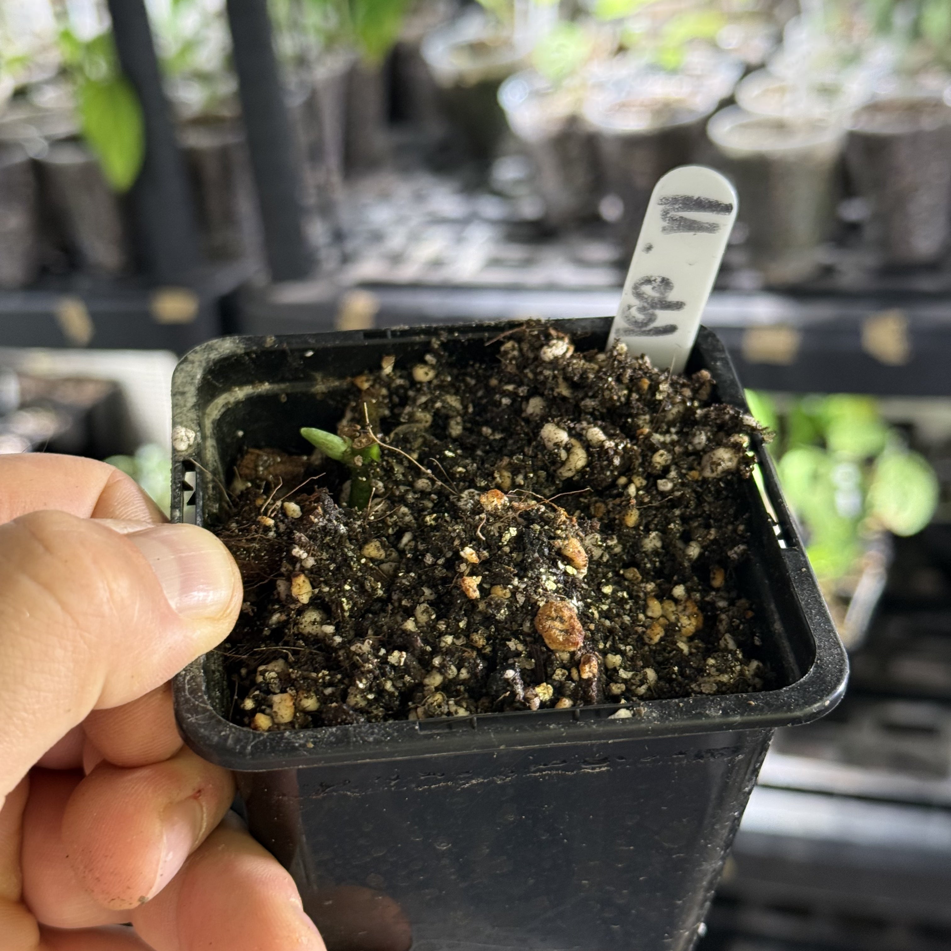Monstera obliqua los tayos