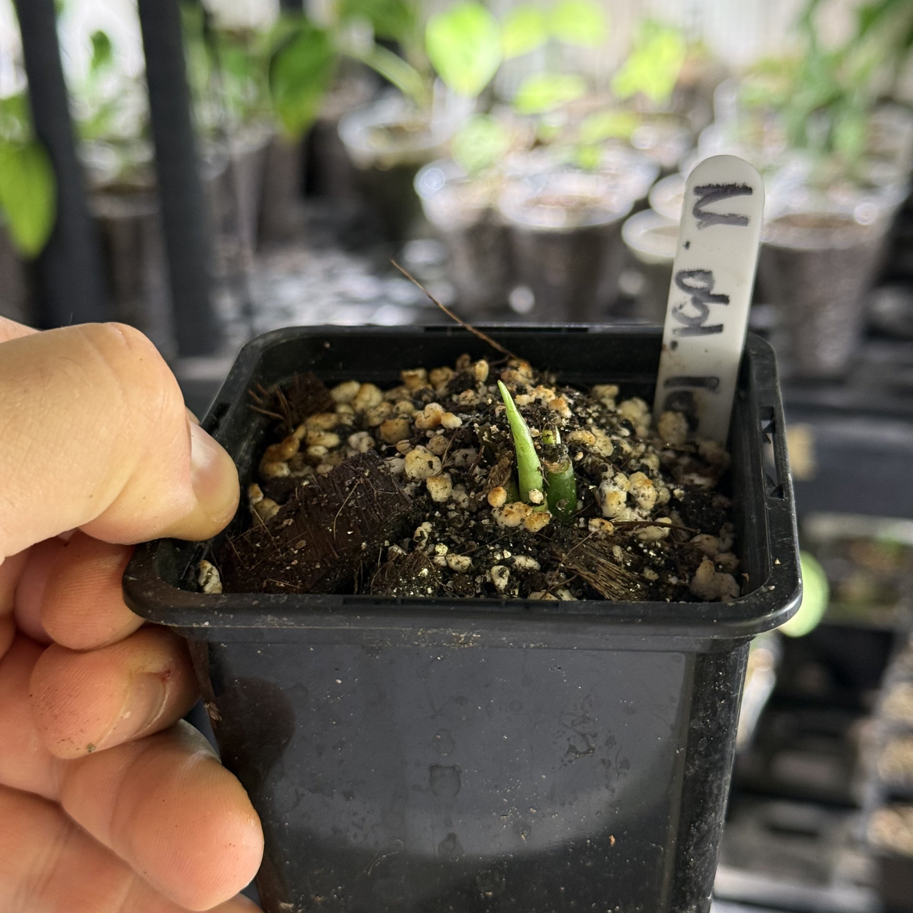 Monstera obliqua los tayos