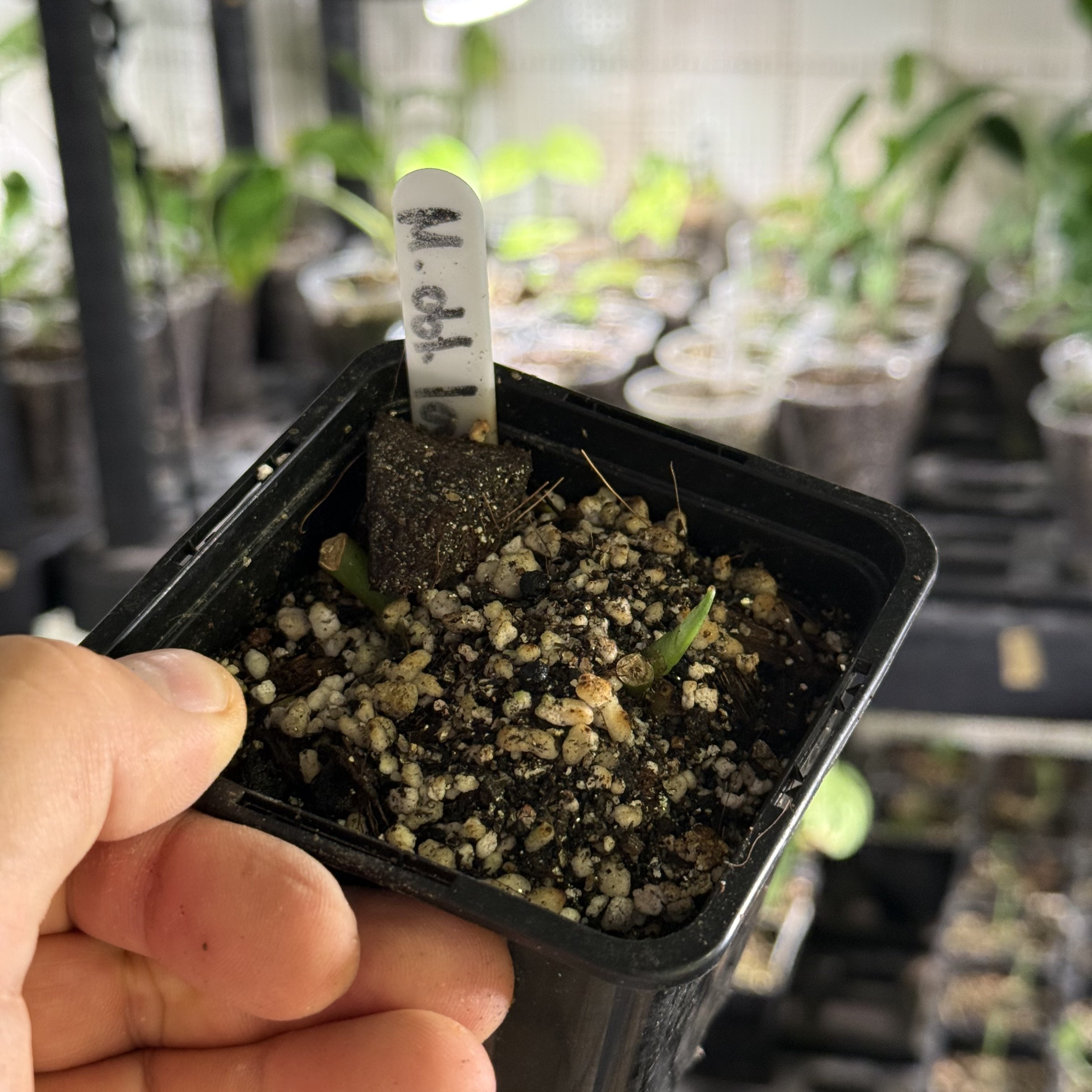 Monstera obliqua los tayos