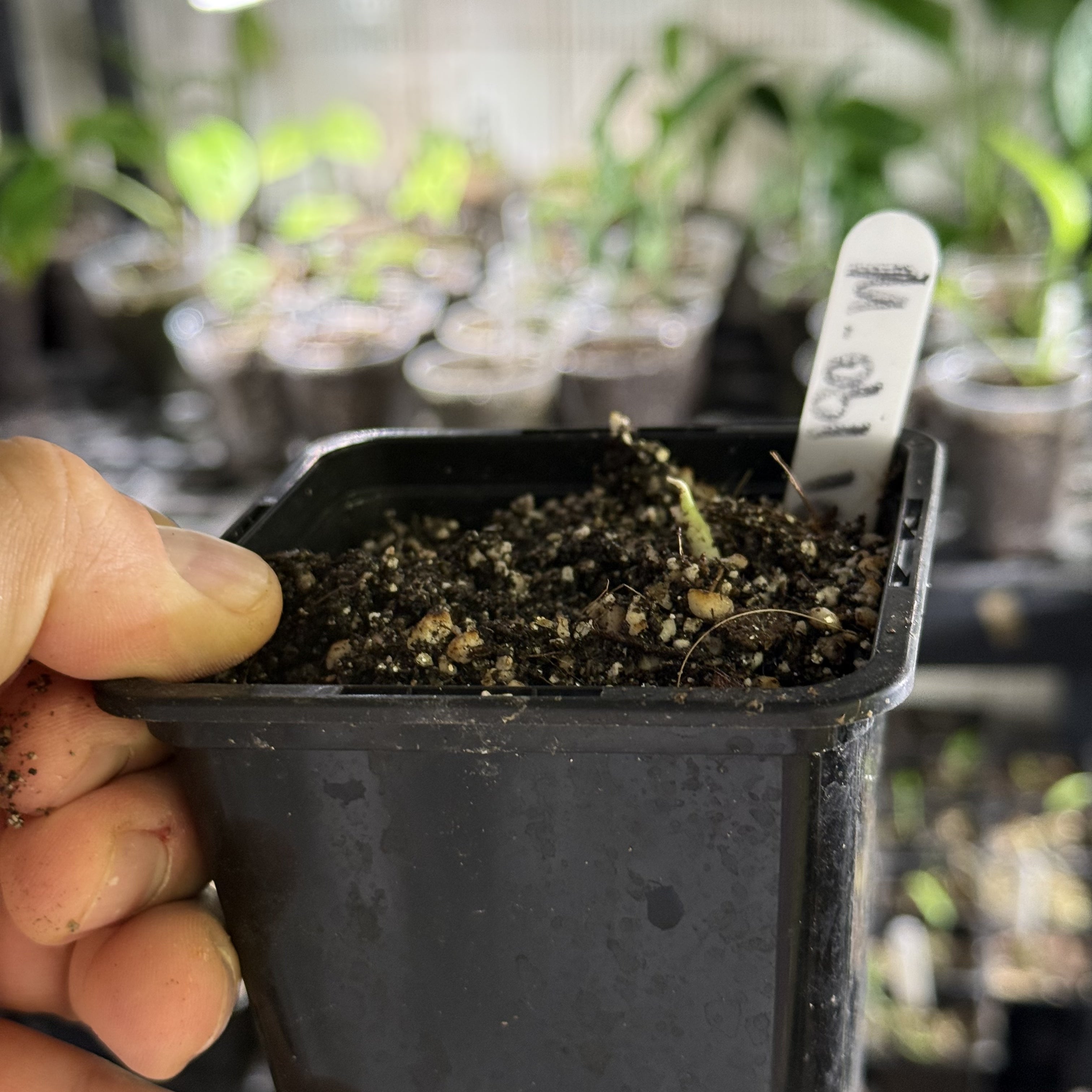 Monstera obliqua los tayos