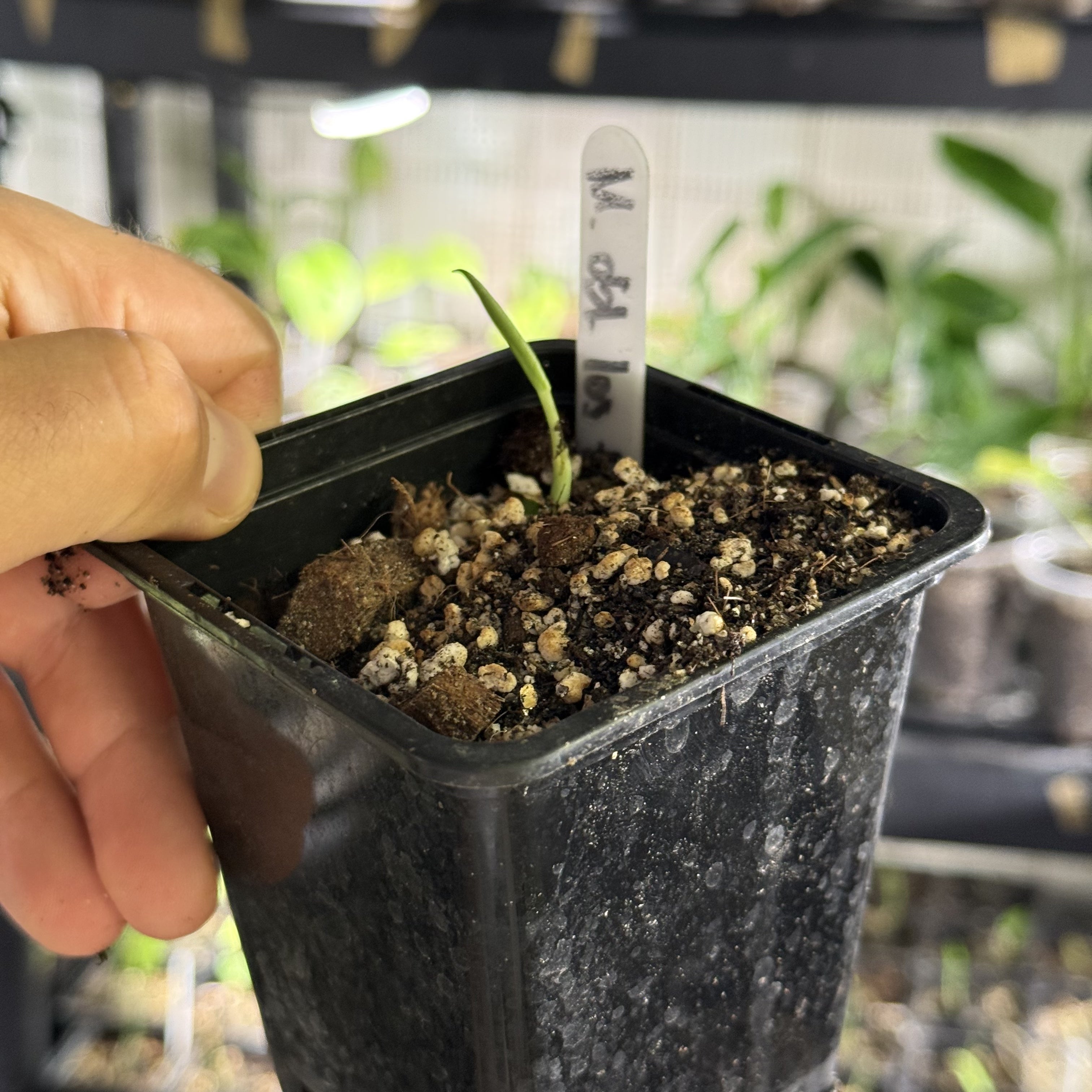 Monstera obliqua los tayos