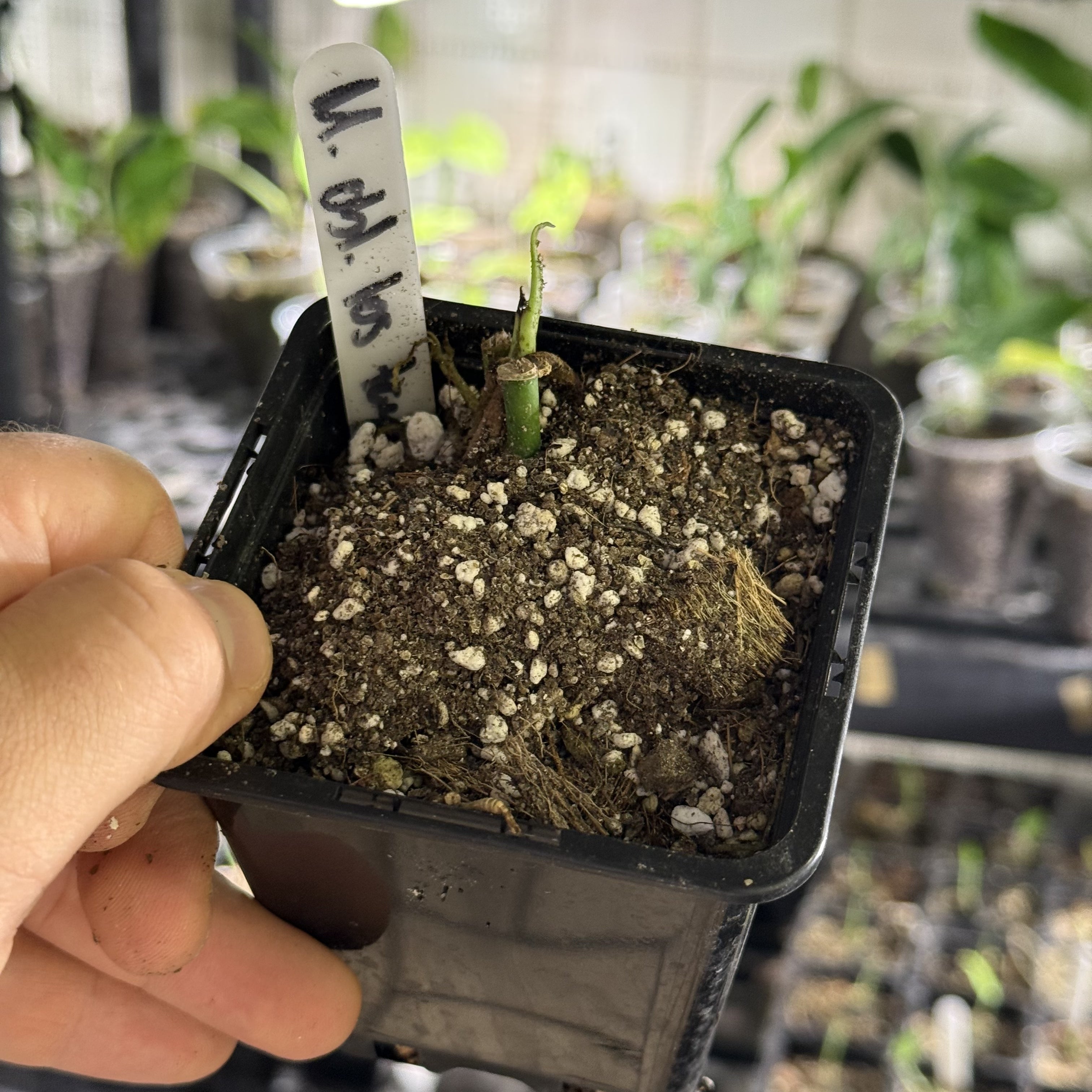 Monstera obliqua los tayos