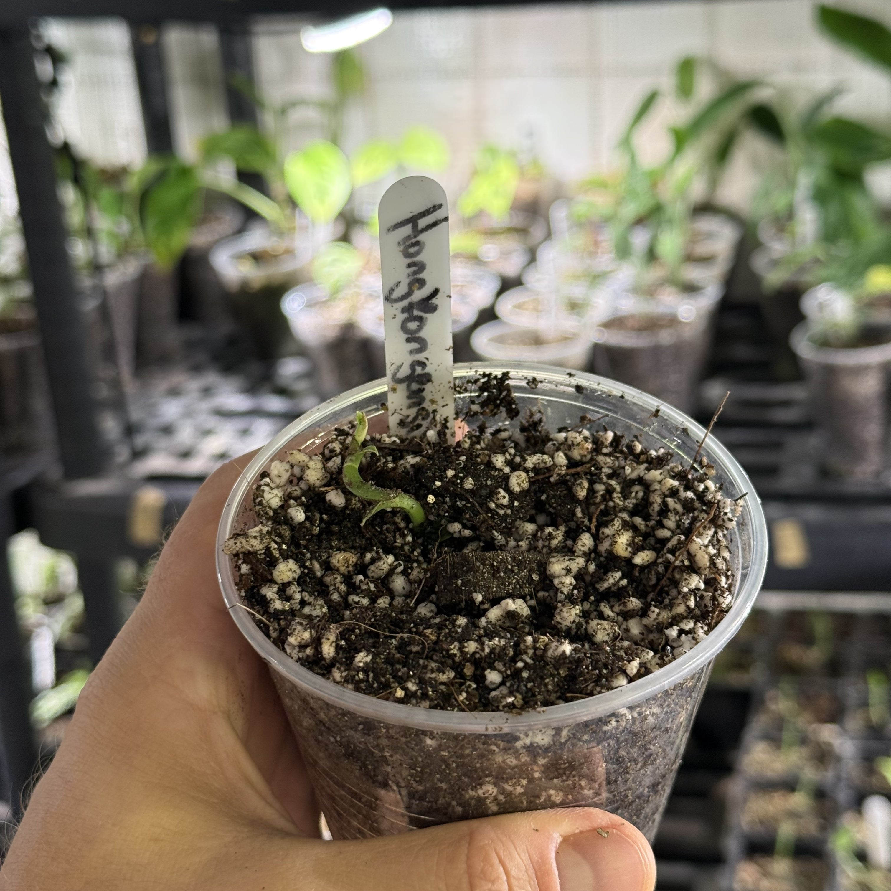 Rhaphidophora hongkongensis variegata