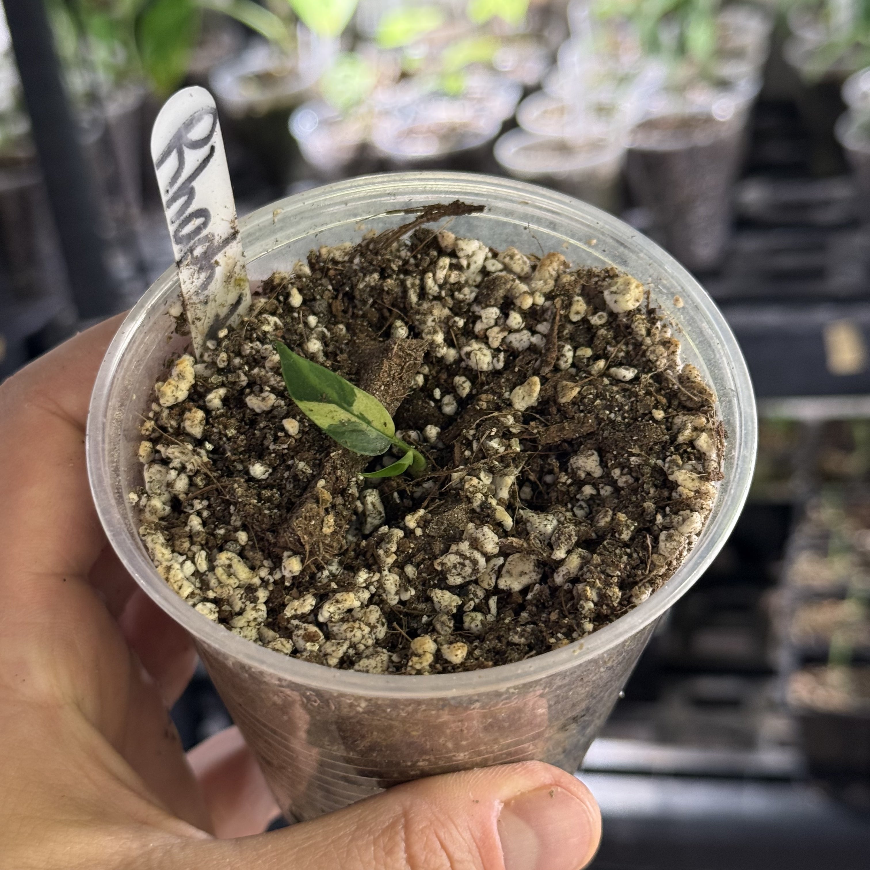 Rhaphidophora hongkongensis variegata