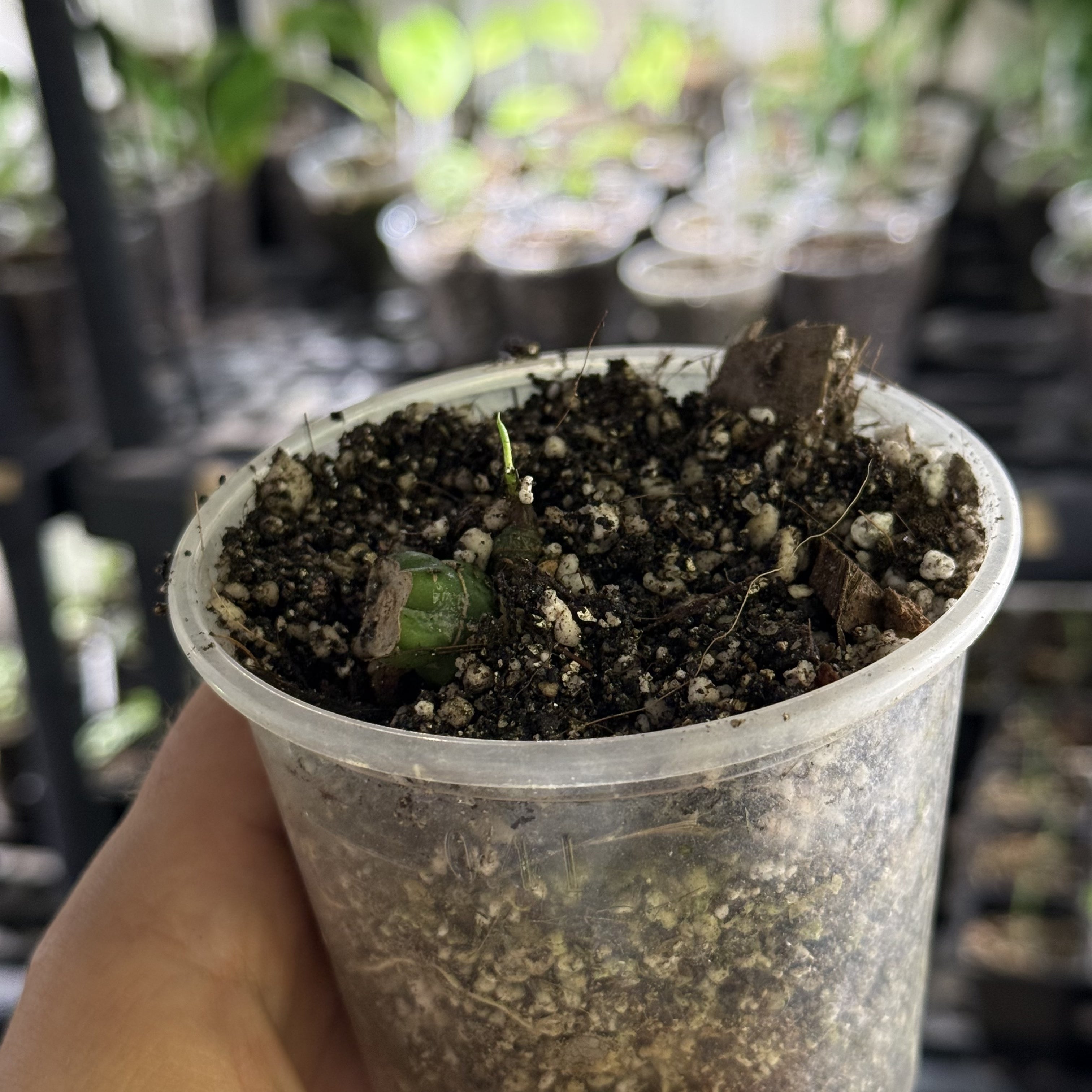 Rhaphidophora hongkongensis variegata