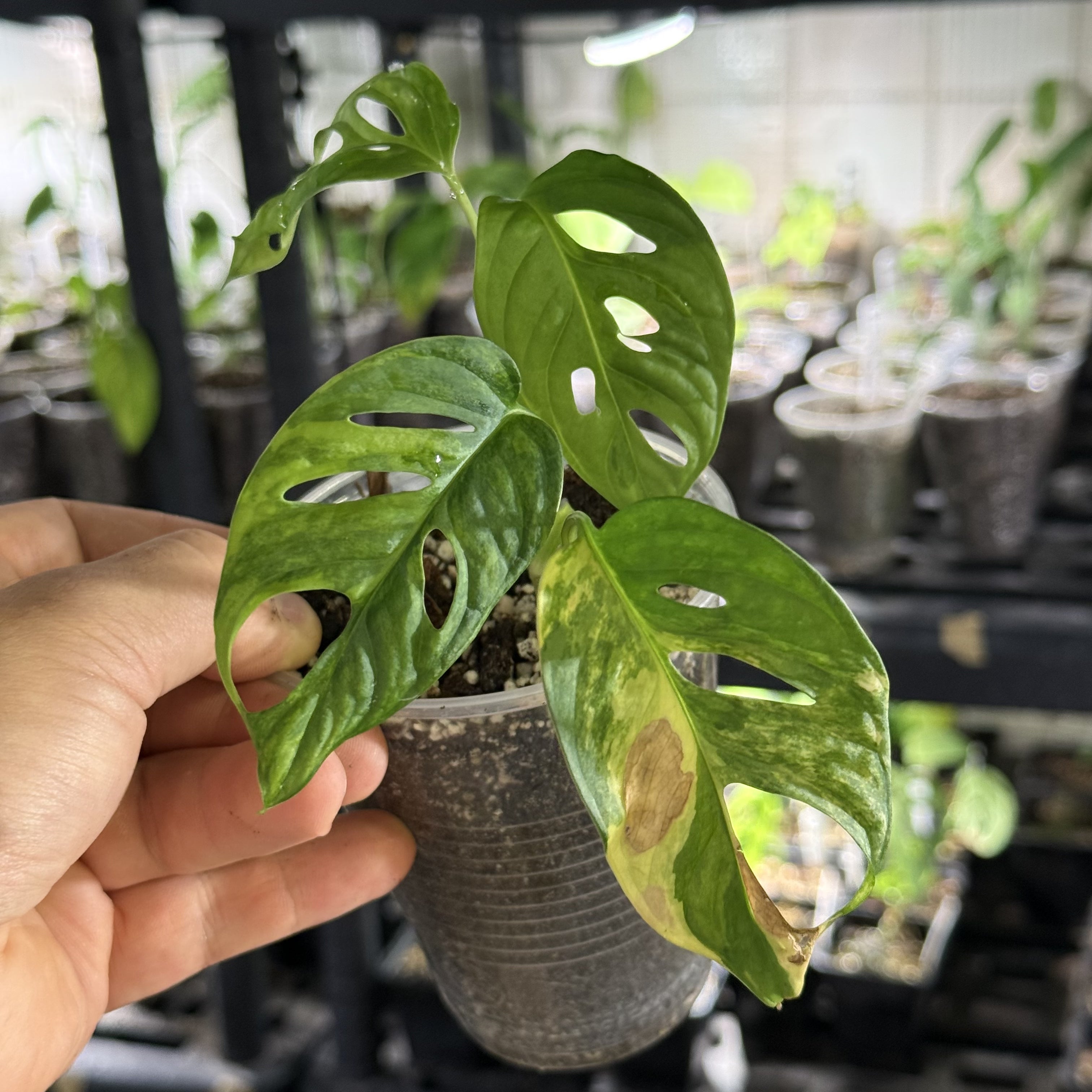 Monstera adansonii aurea variegata