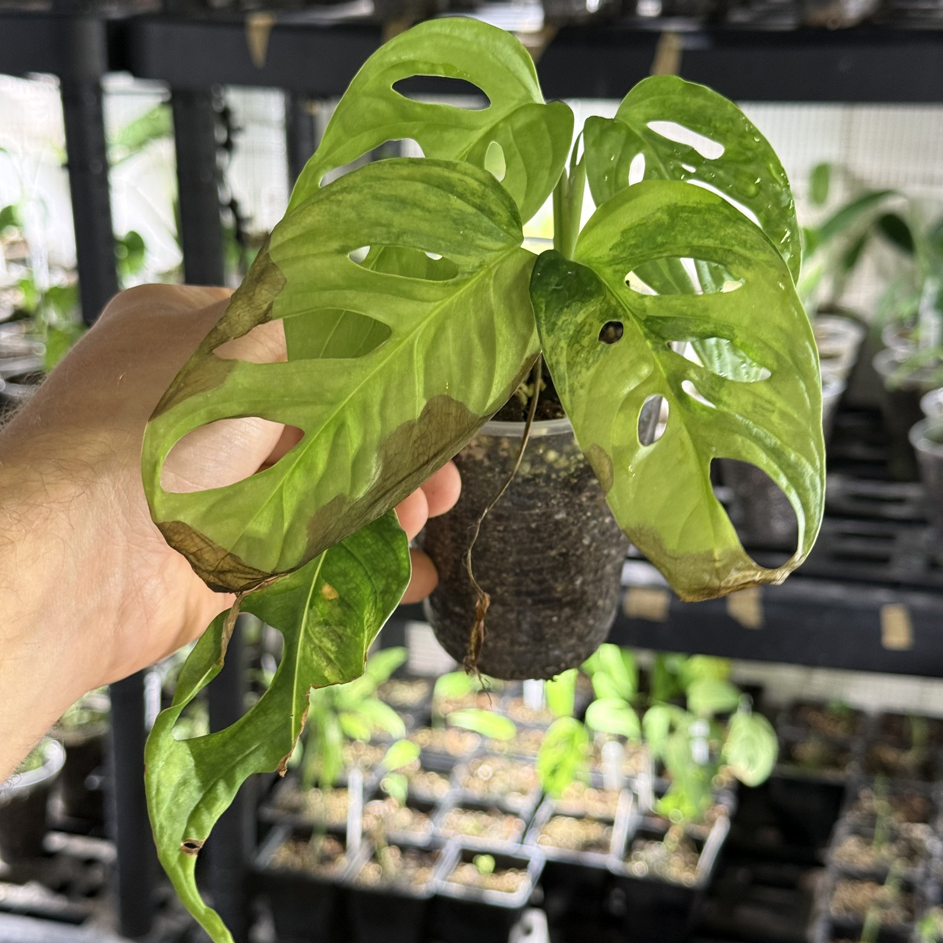 Monstera adansonii aurea variegata