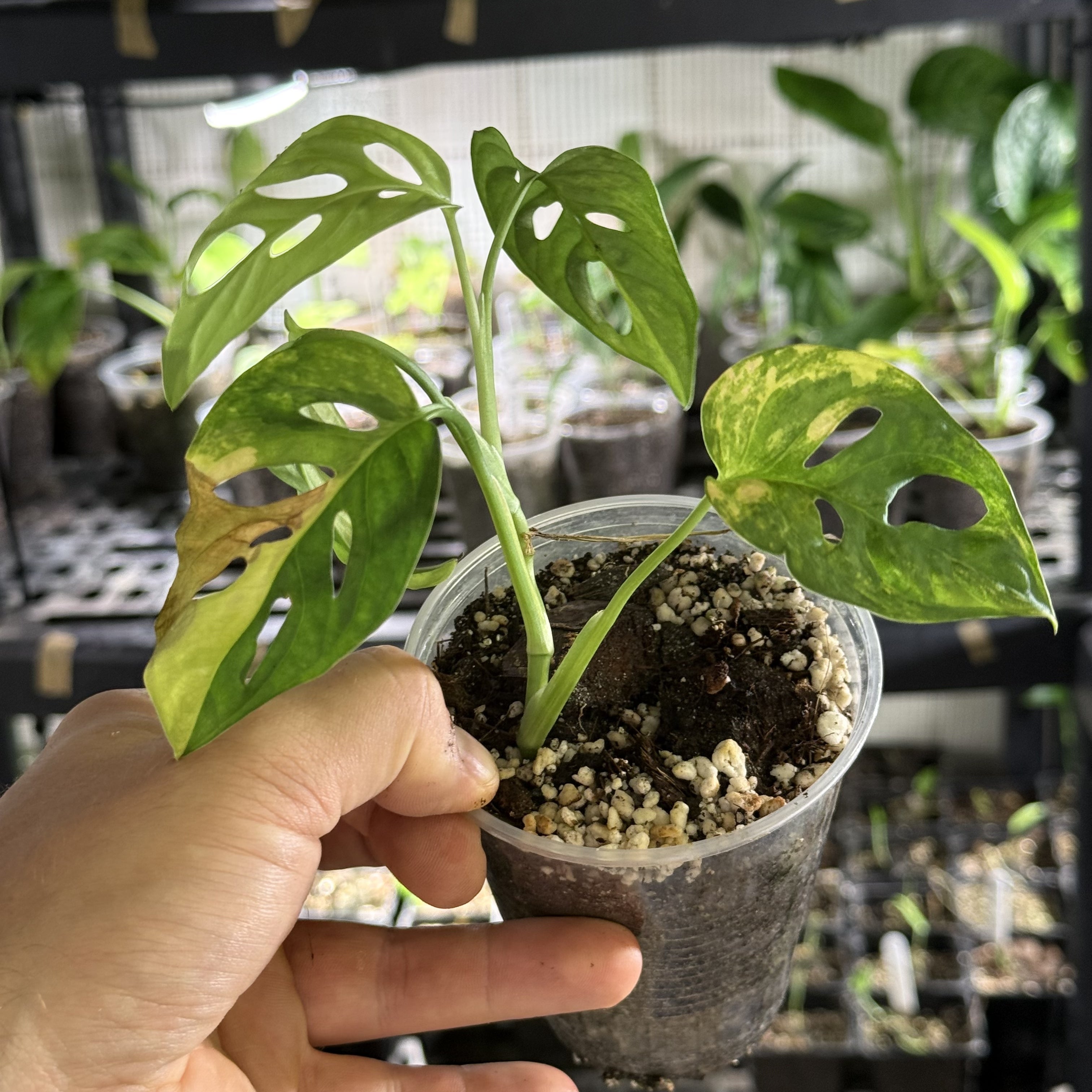 Monstera adansonii aurea variegata