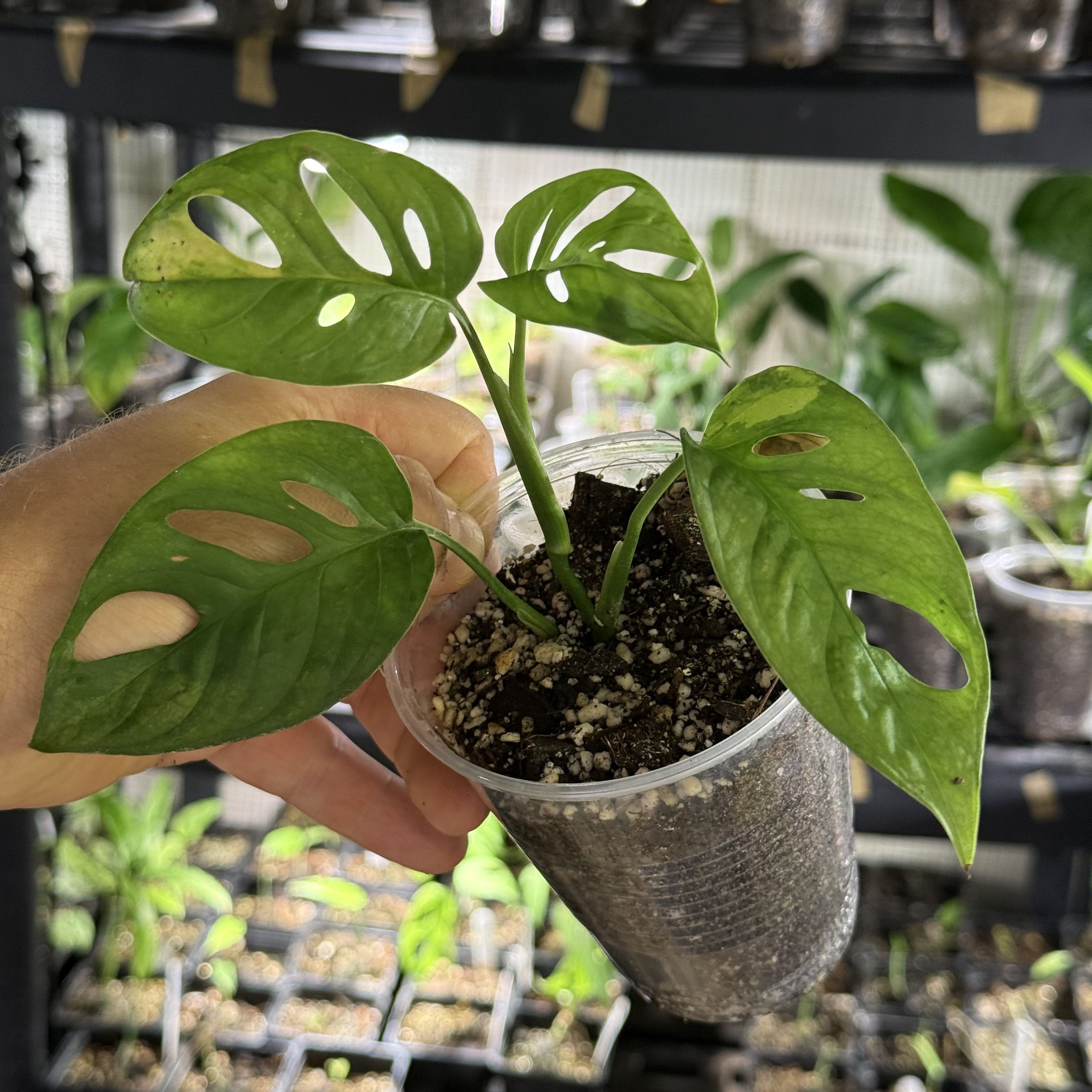 Monstera adansonii aurea variegata