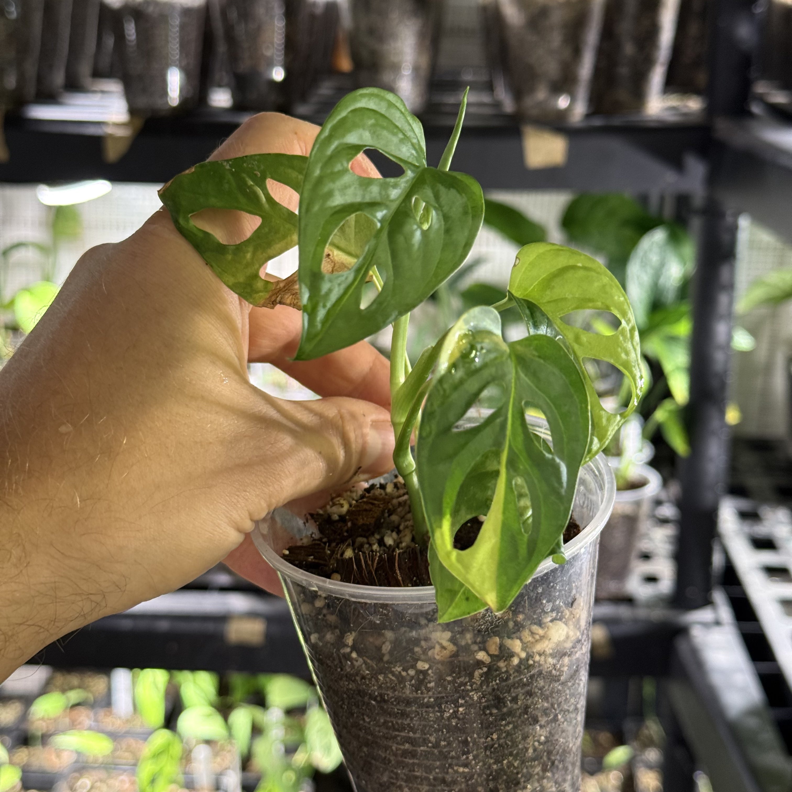 Monstera adansonii aurea variegata