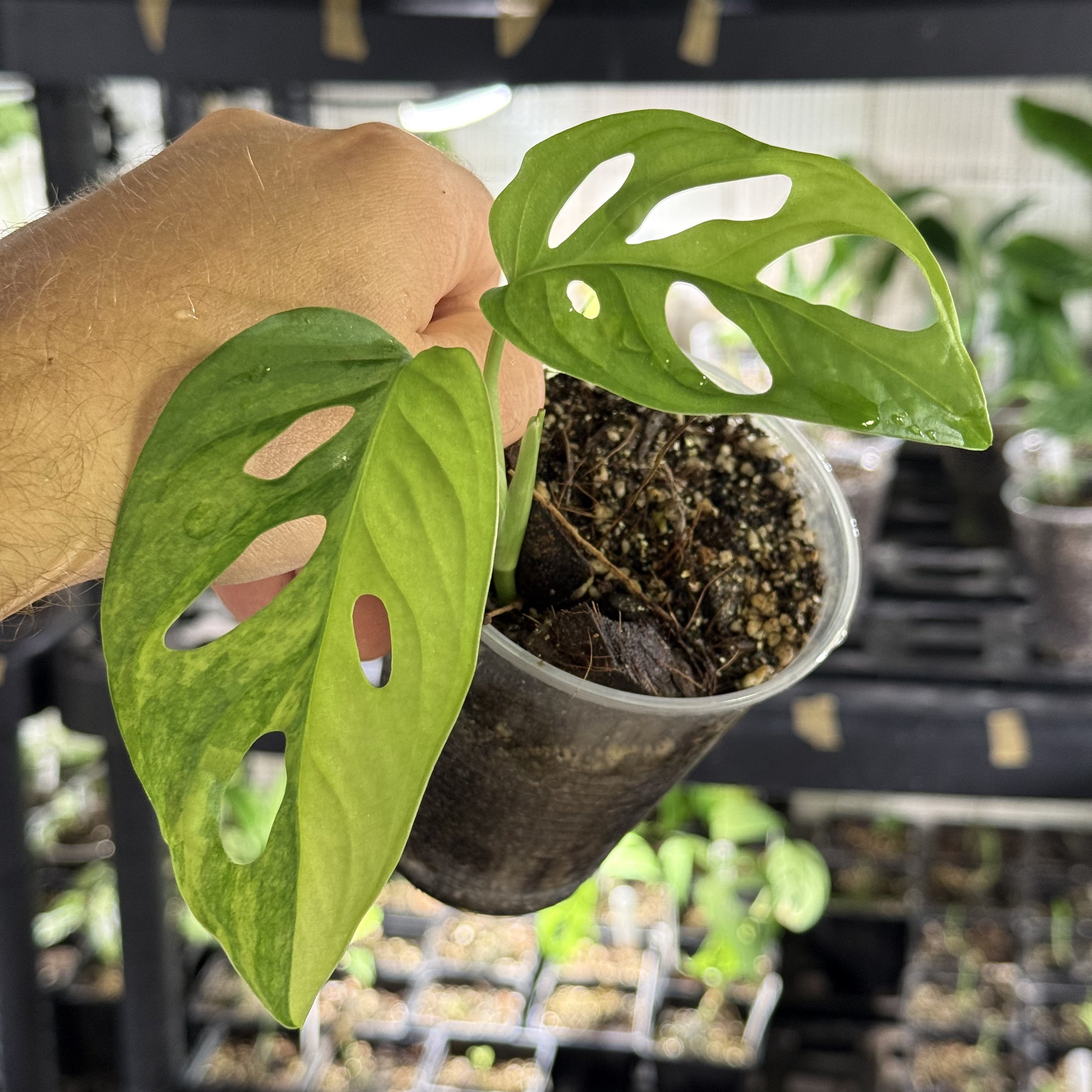 Monstera adansonii aurea variegata