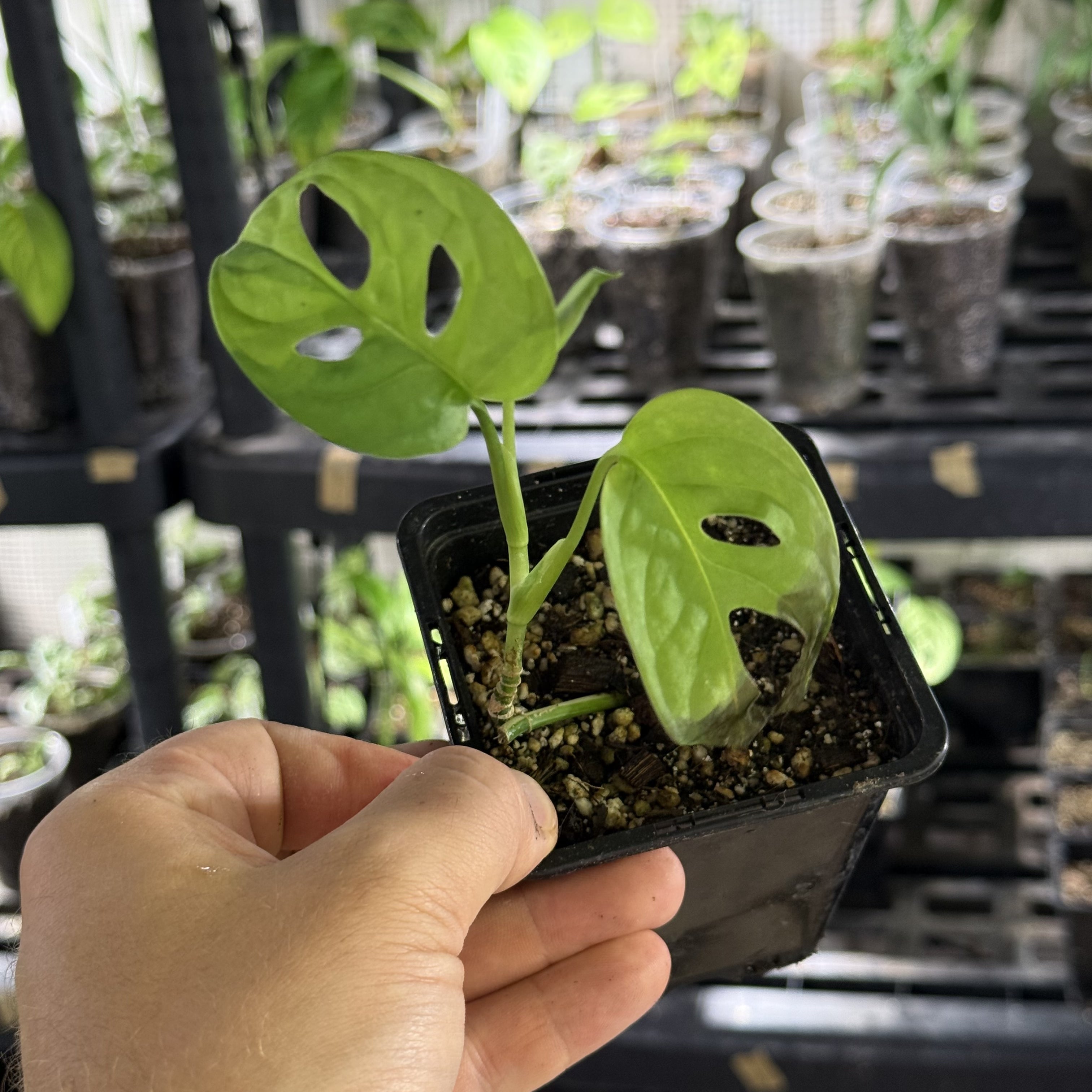 Monstera adansonii aurea variegata