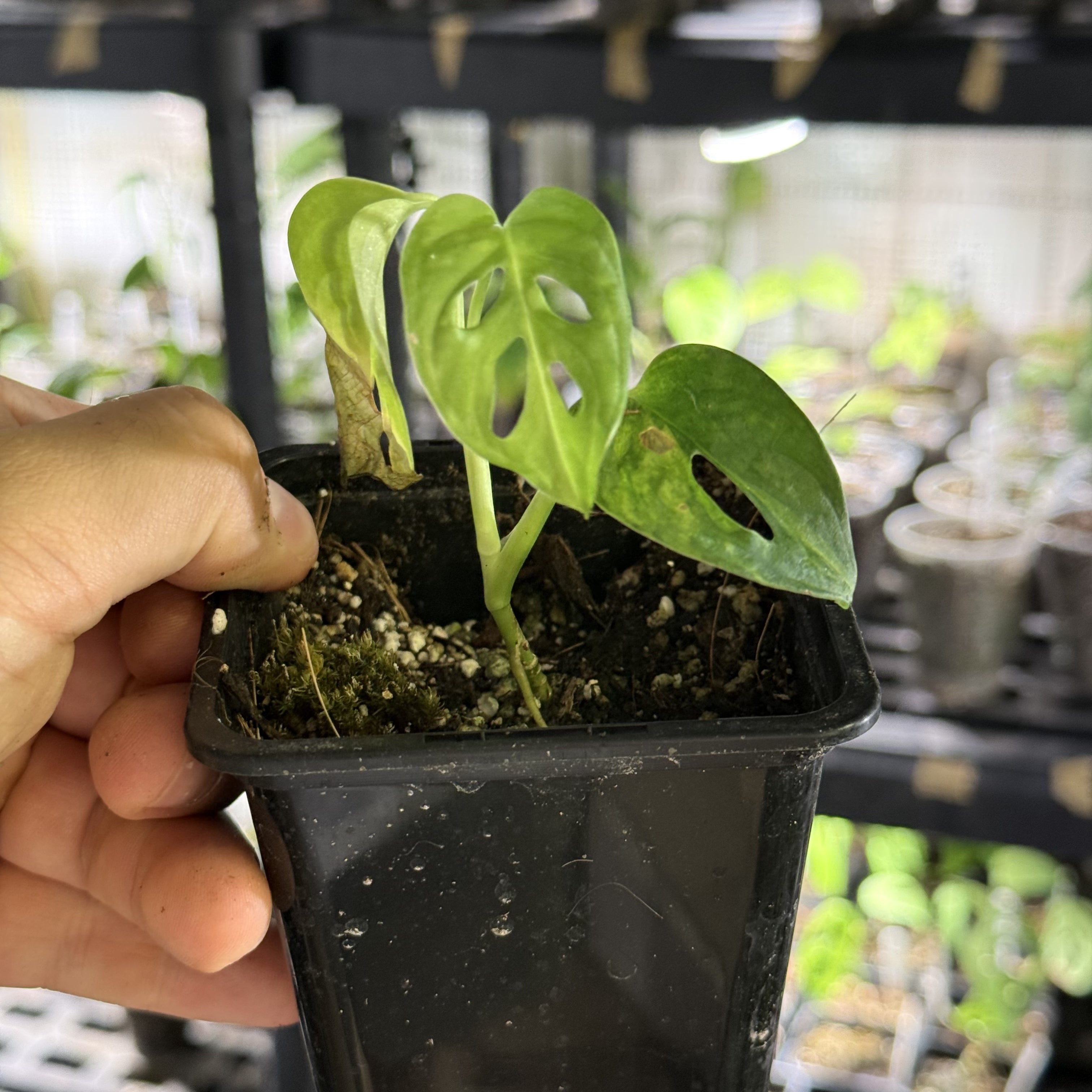 Monstera adansonii aurea variegata