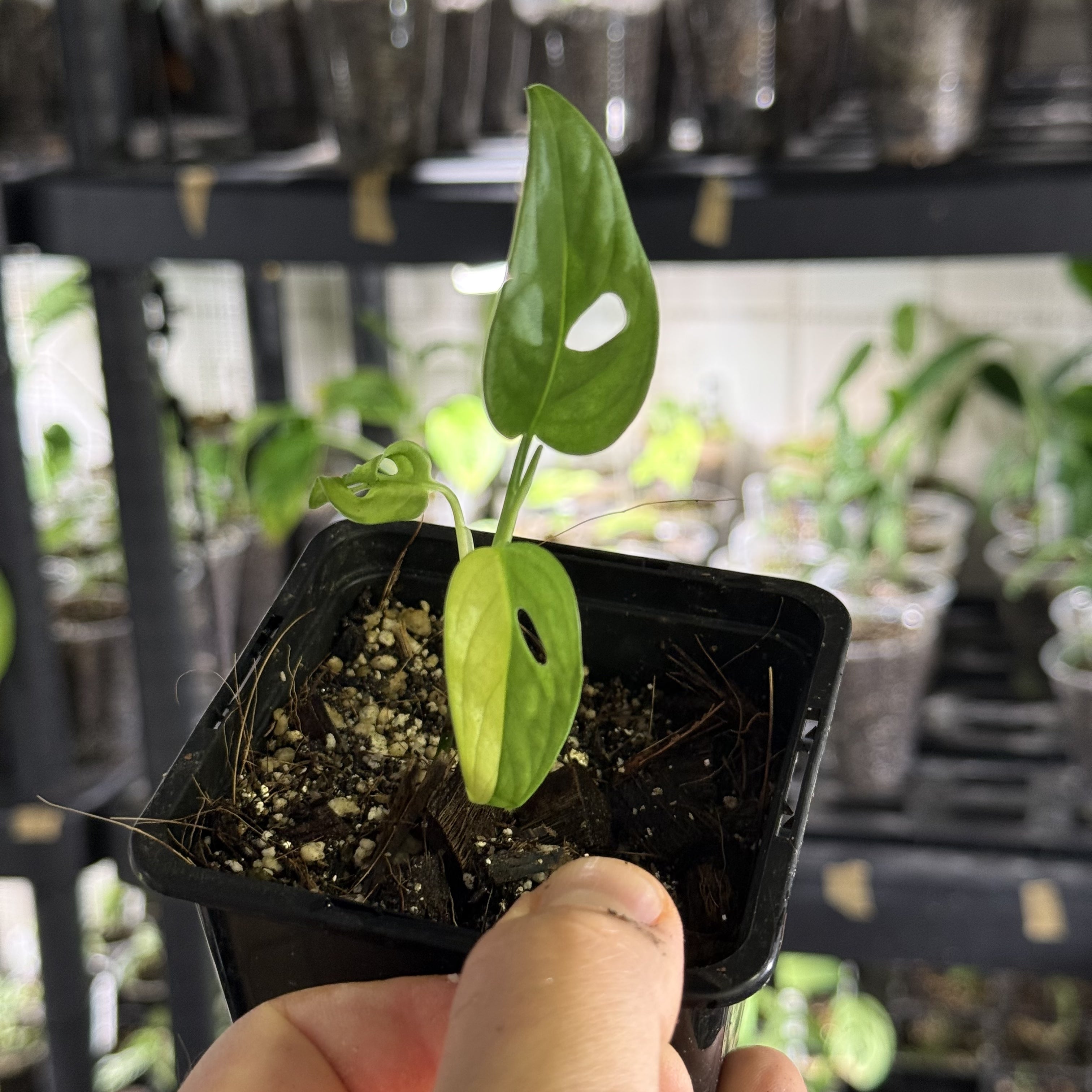 Monstera adansonii aurea variegata