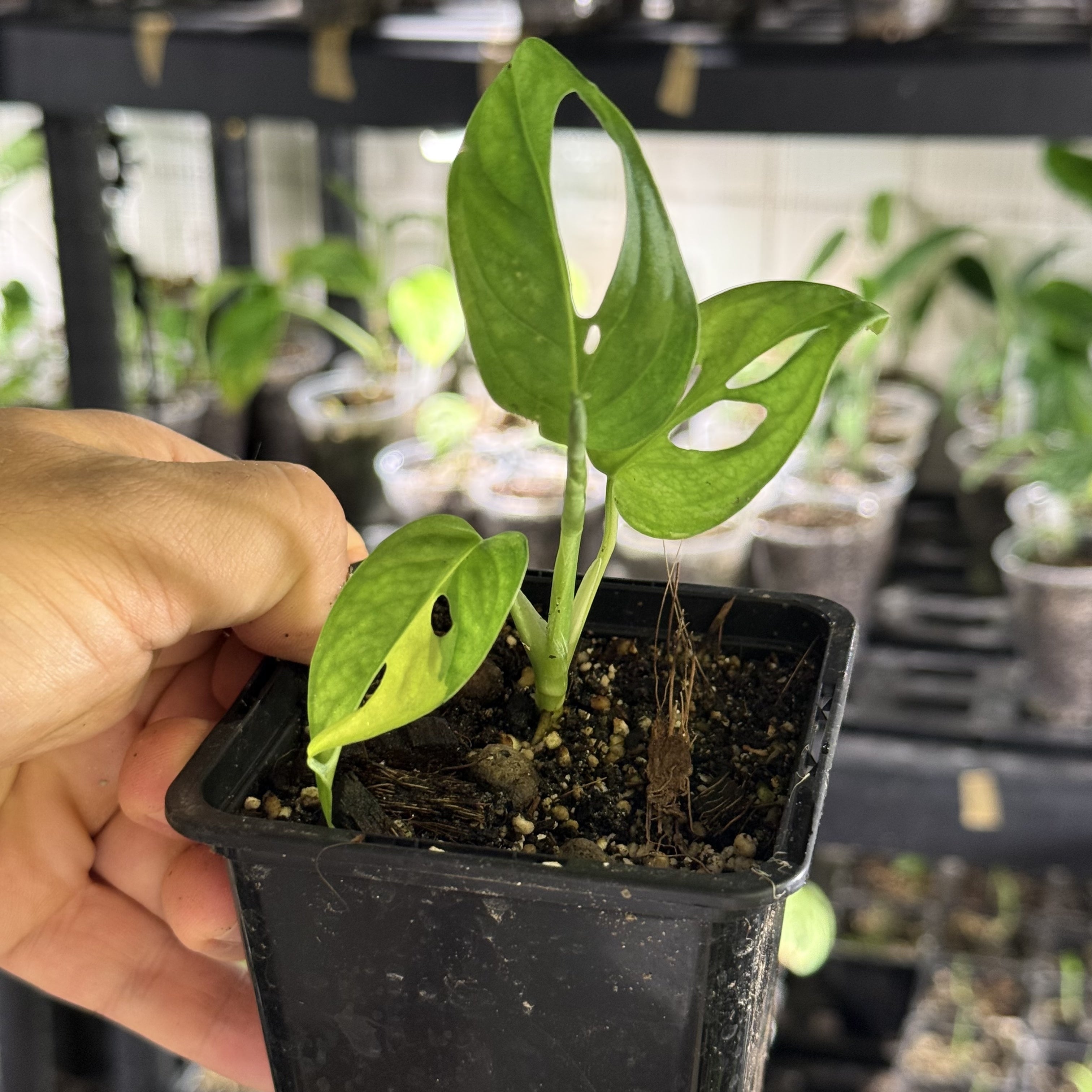 Monstera adansonii aurea variegata