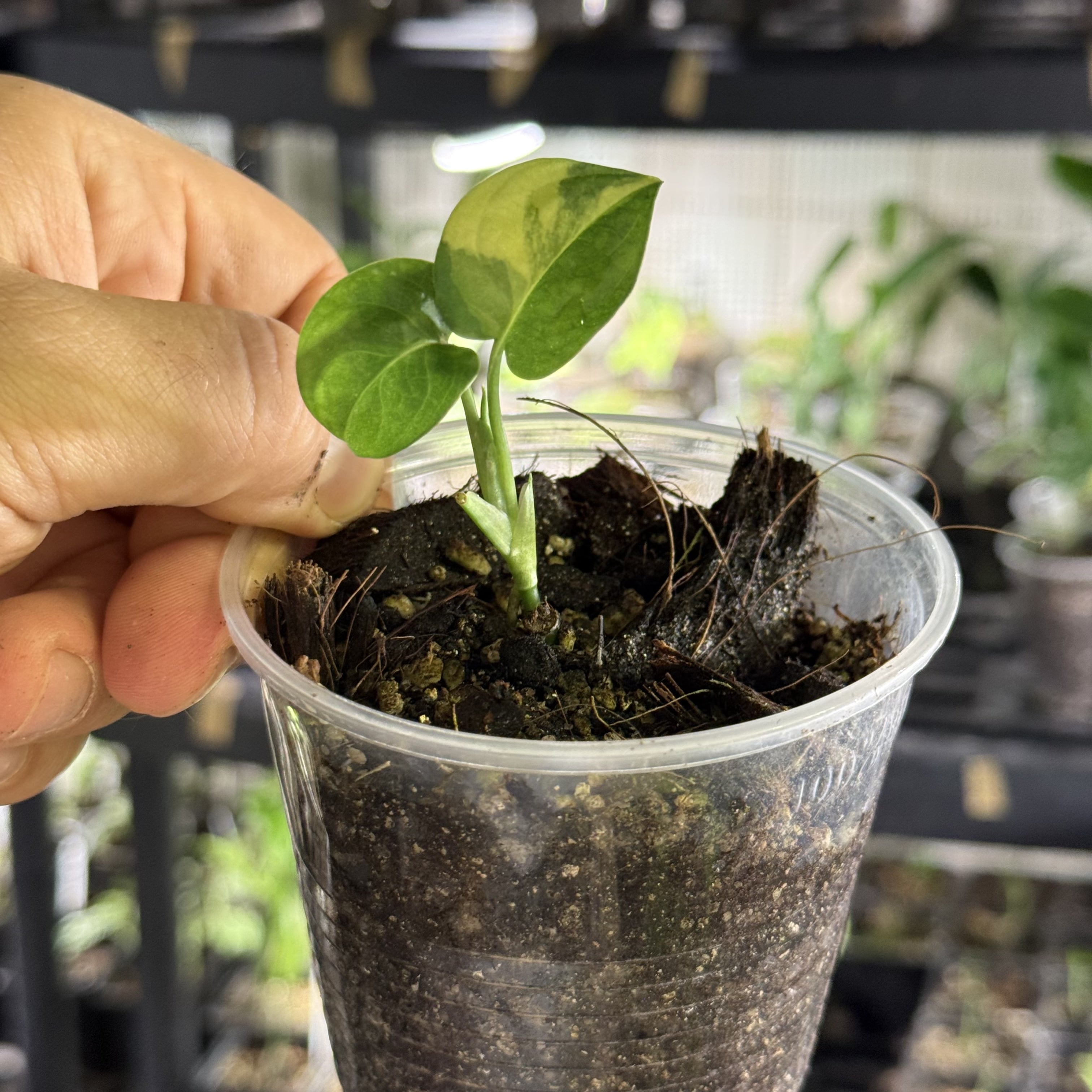 Monstera adansonii aurea variegata