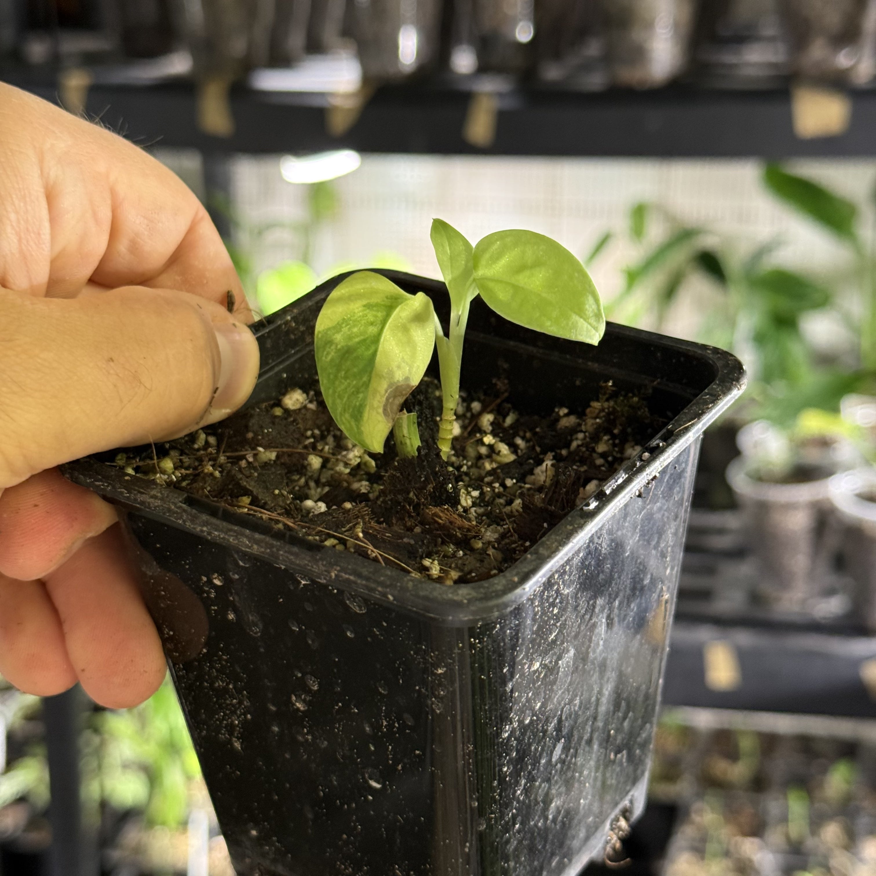 Monstera adansonii aurea variegata