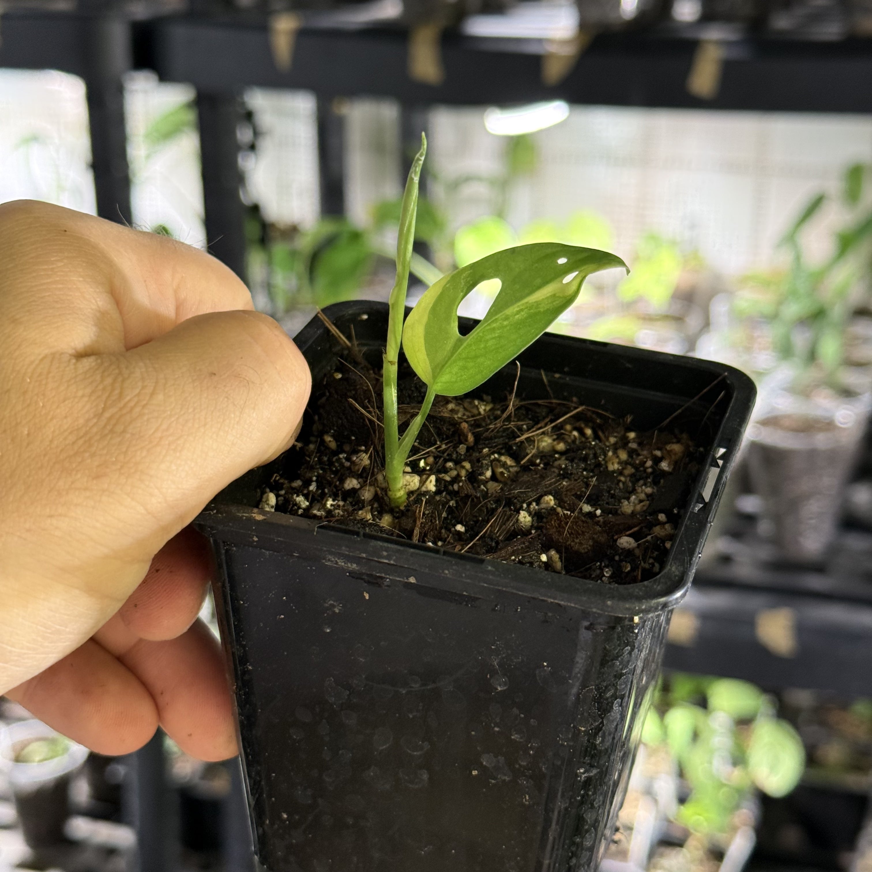 Monstera adansonii aurea variegata