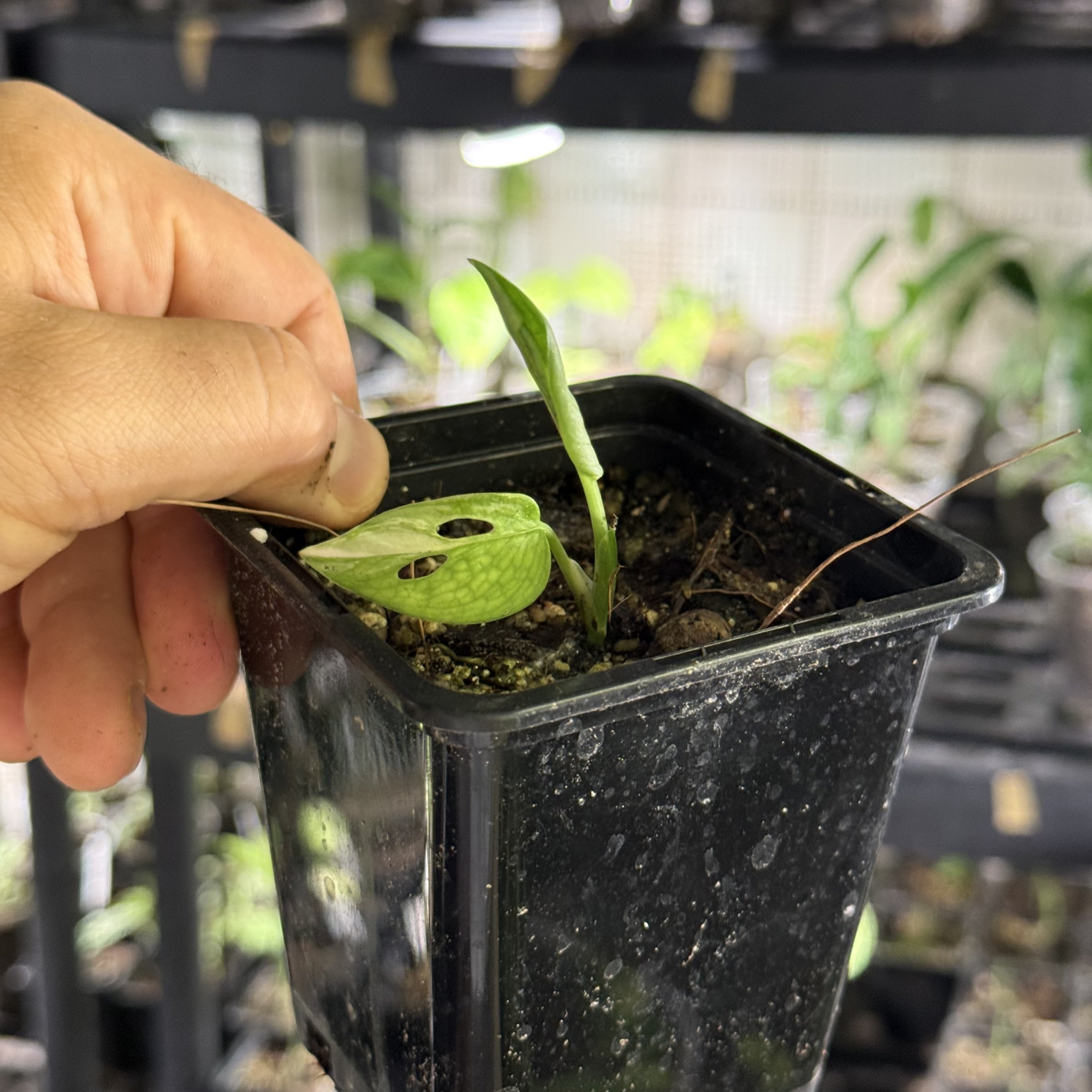 Monstera adansonii aurea variegata