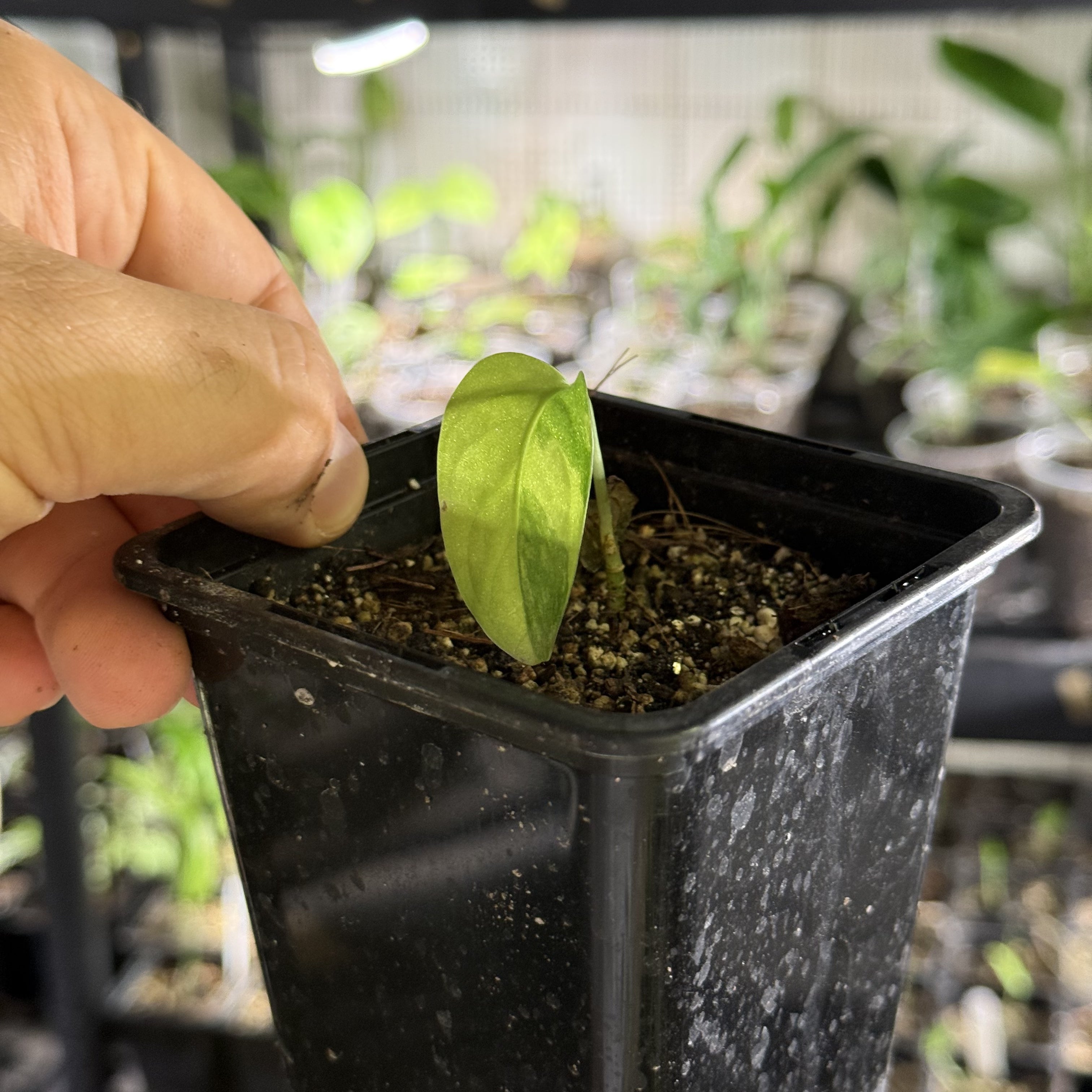 Monstera adansonii aurea variegata