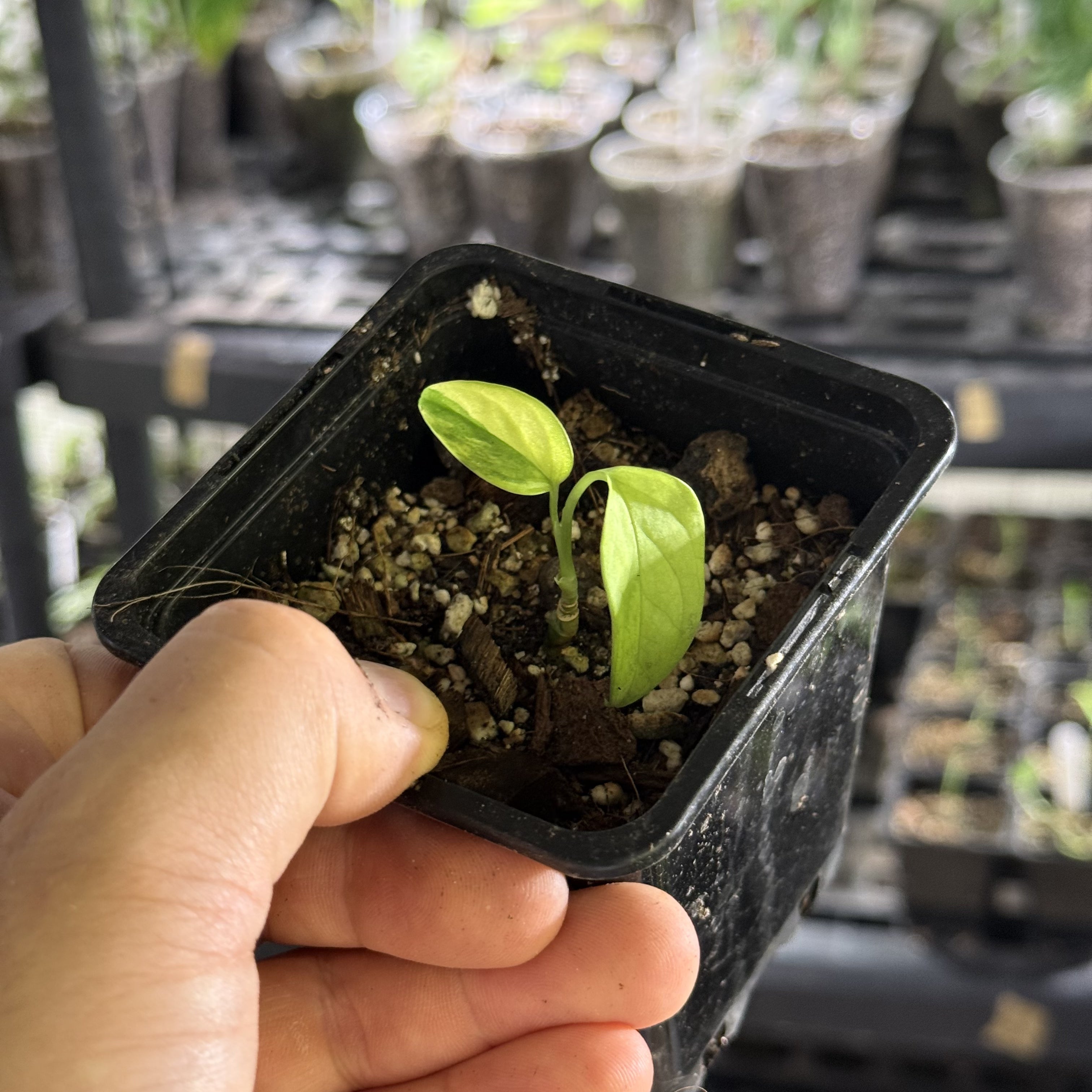 Monstera adansonii aurea variegata