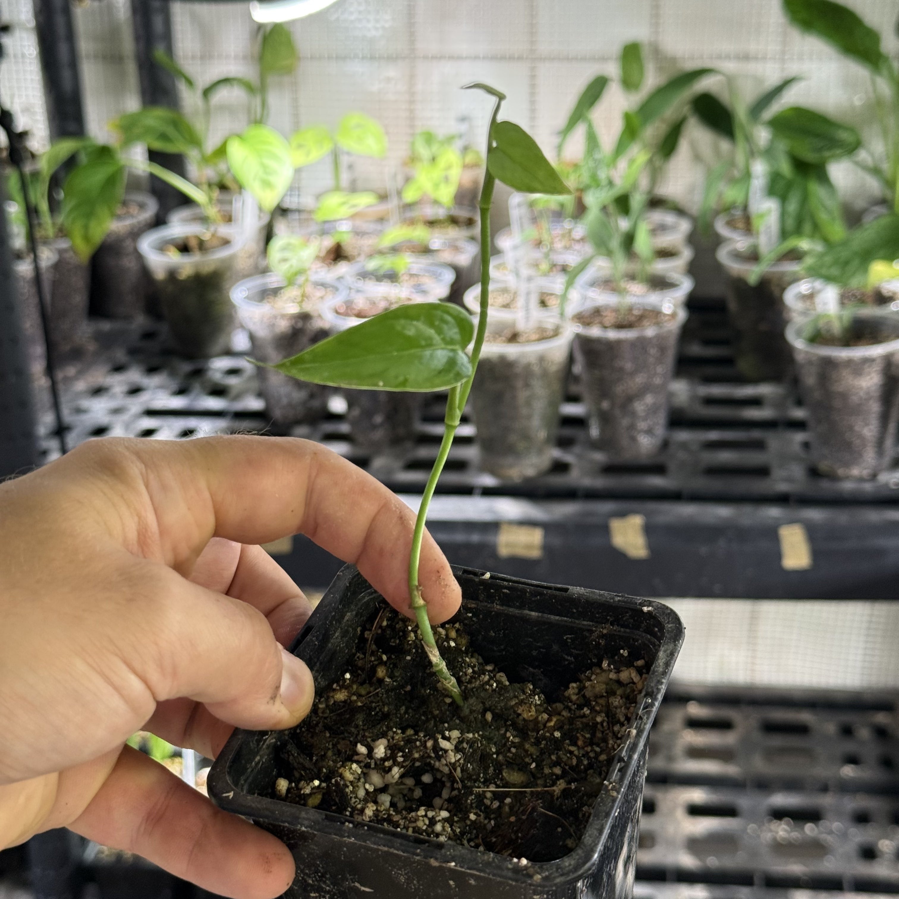 Monstera obliqua colombia