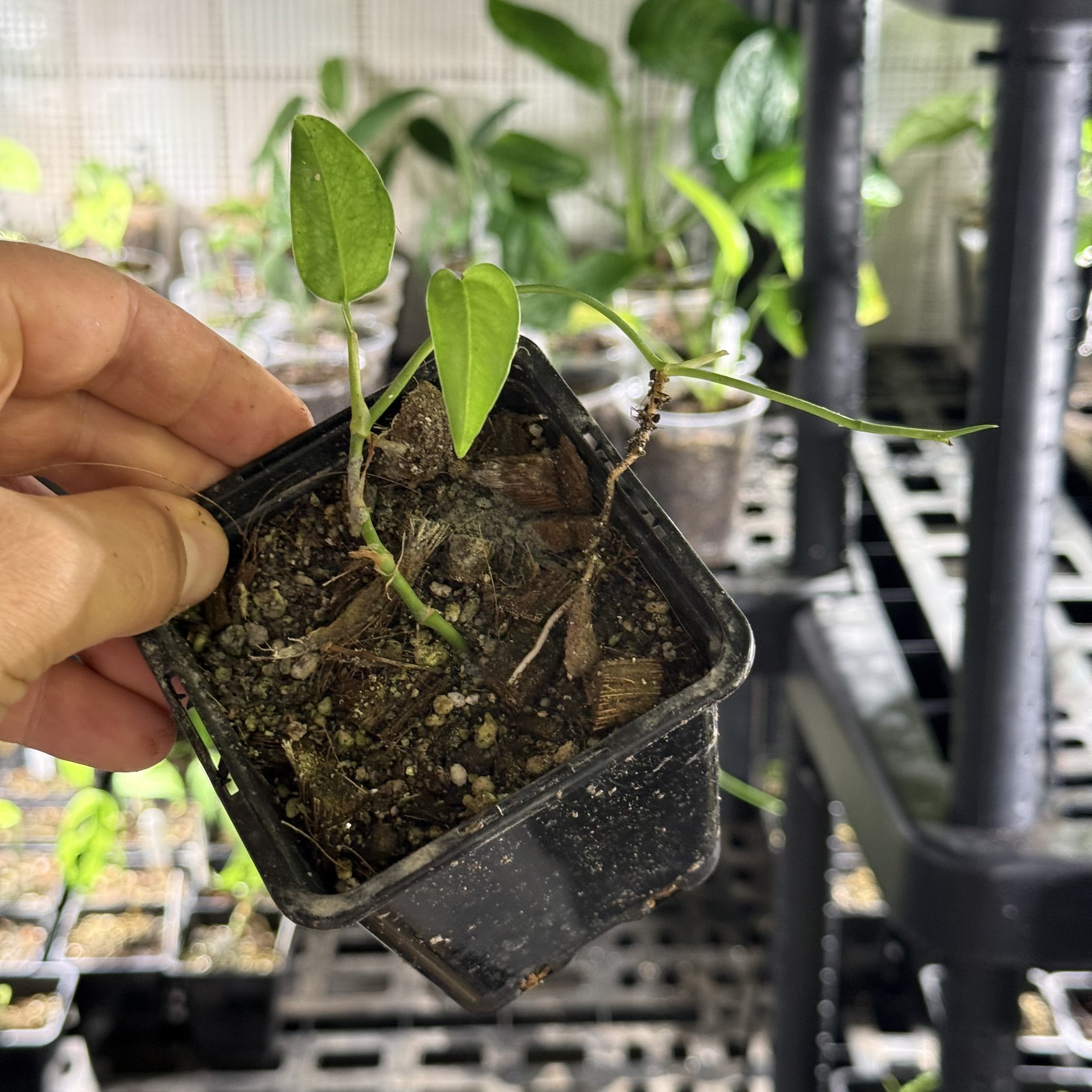 Monstera obliqua colombia