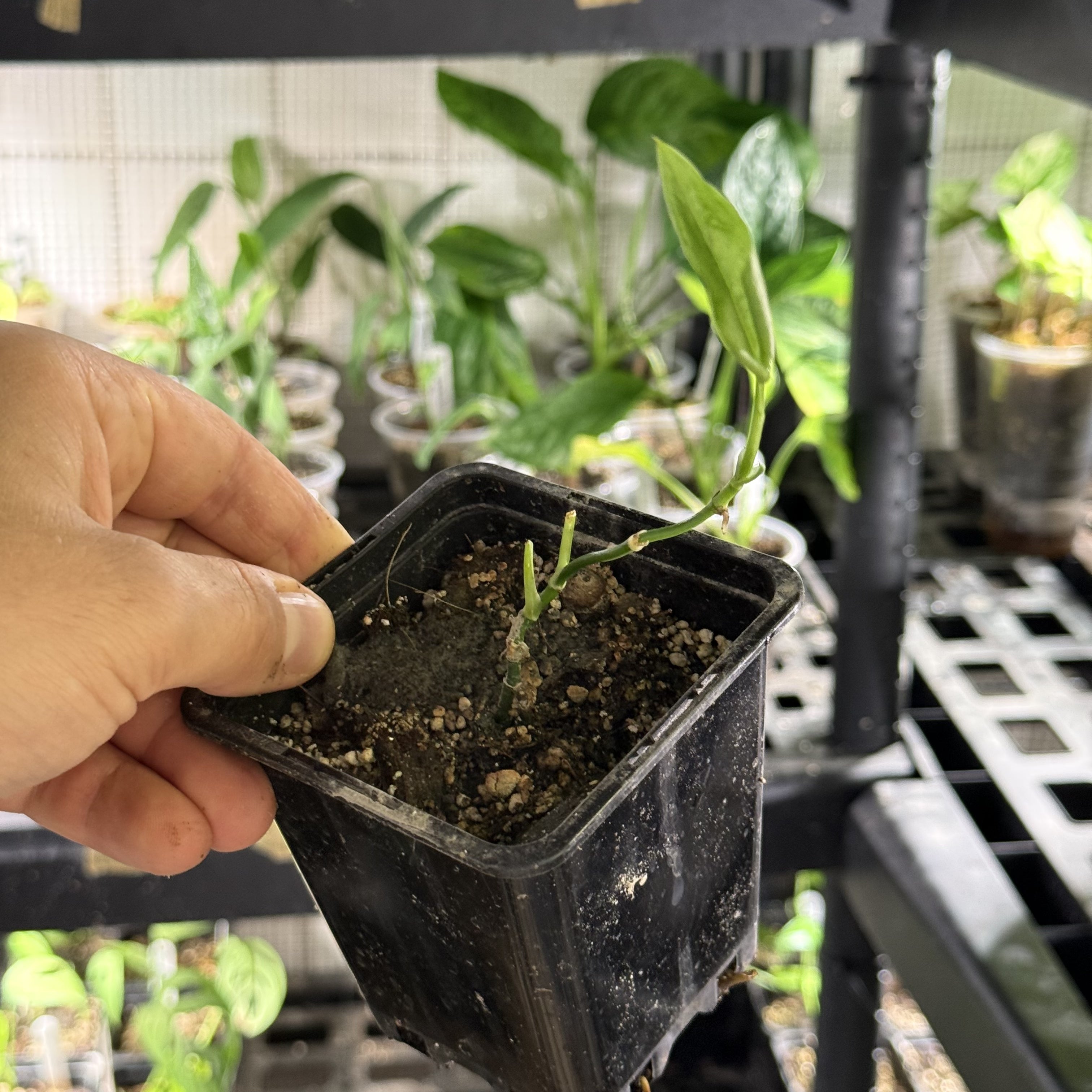 Monstera obliqua colombia