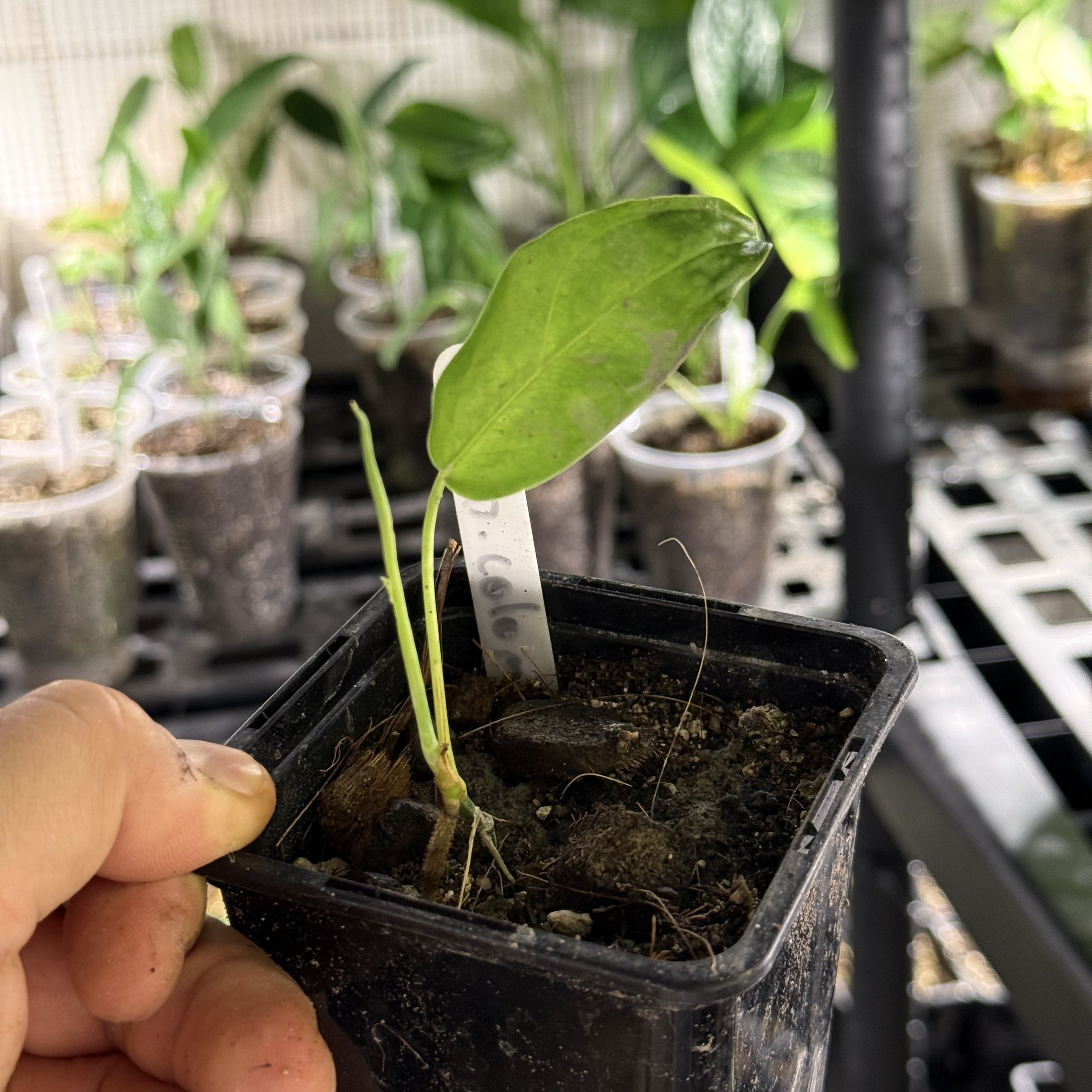 Monstera obliqua colombia