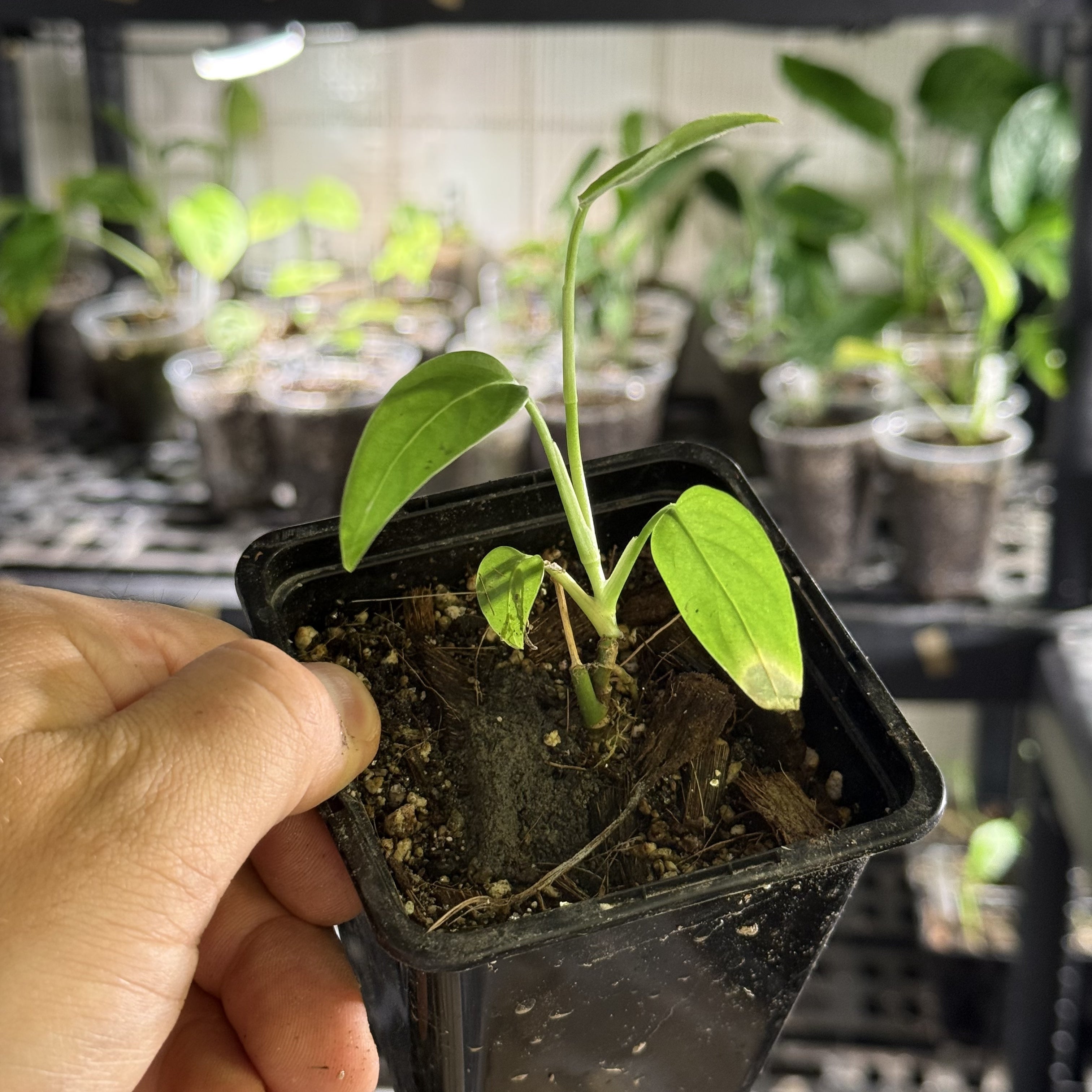 Monstera obliqua colombia