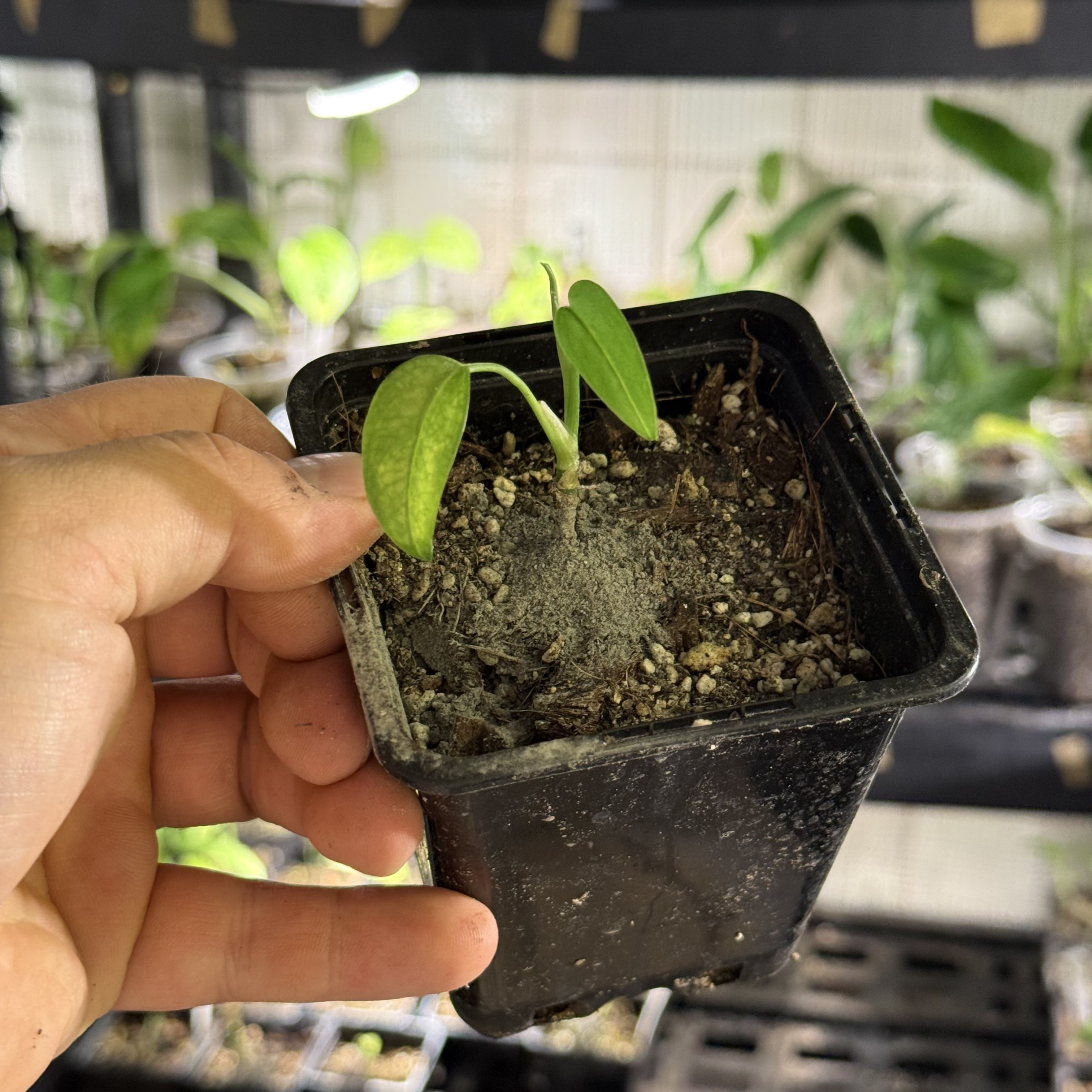 Monstera obliqua colombia