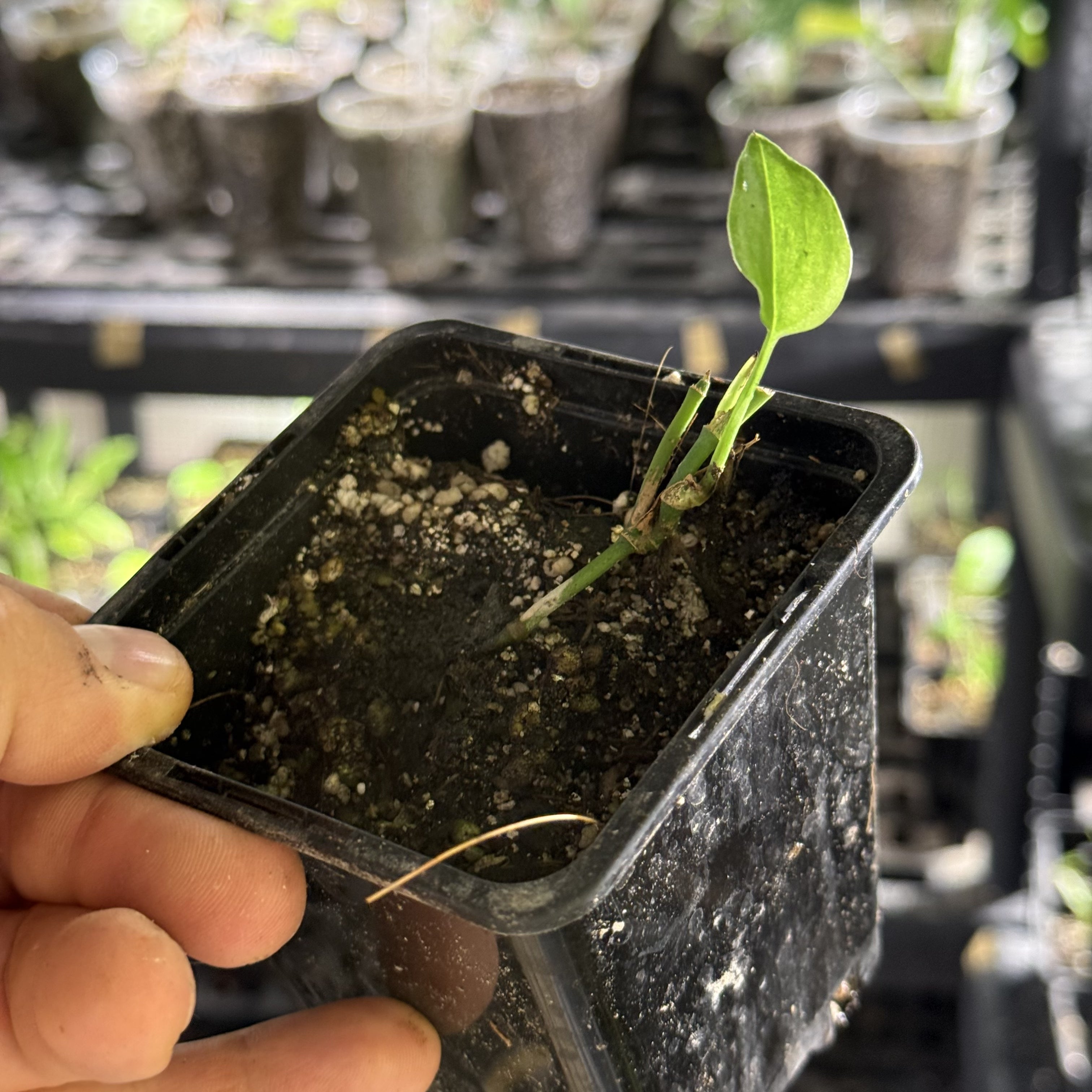 Monstera obliqua colombia