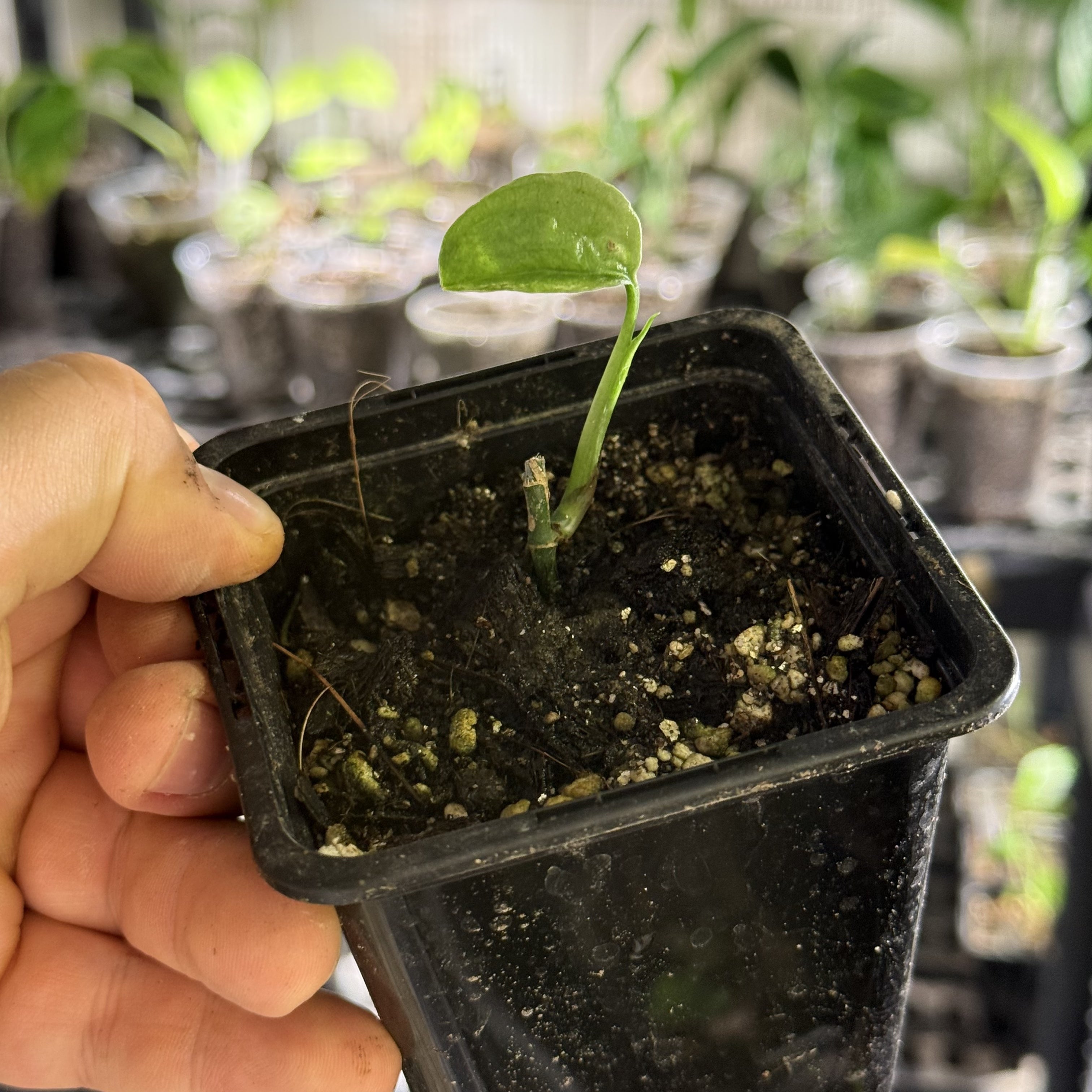 Monstera obliqua colombia