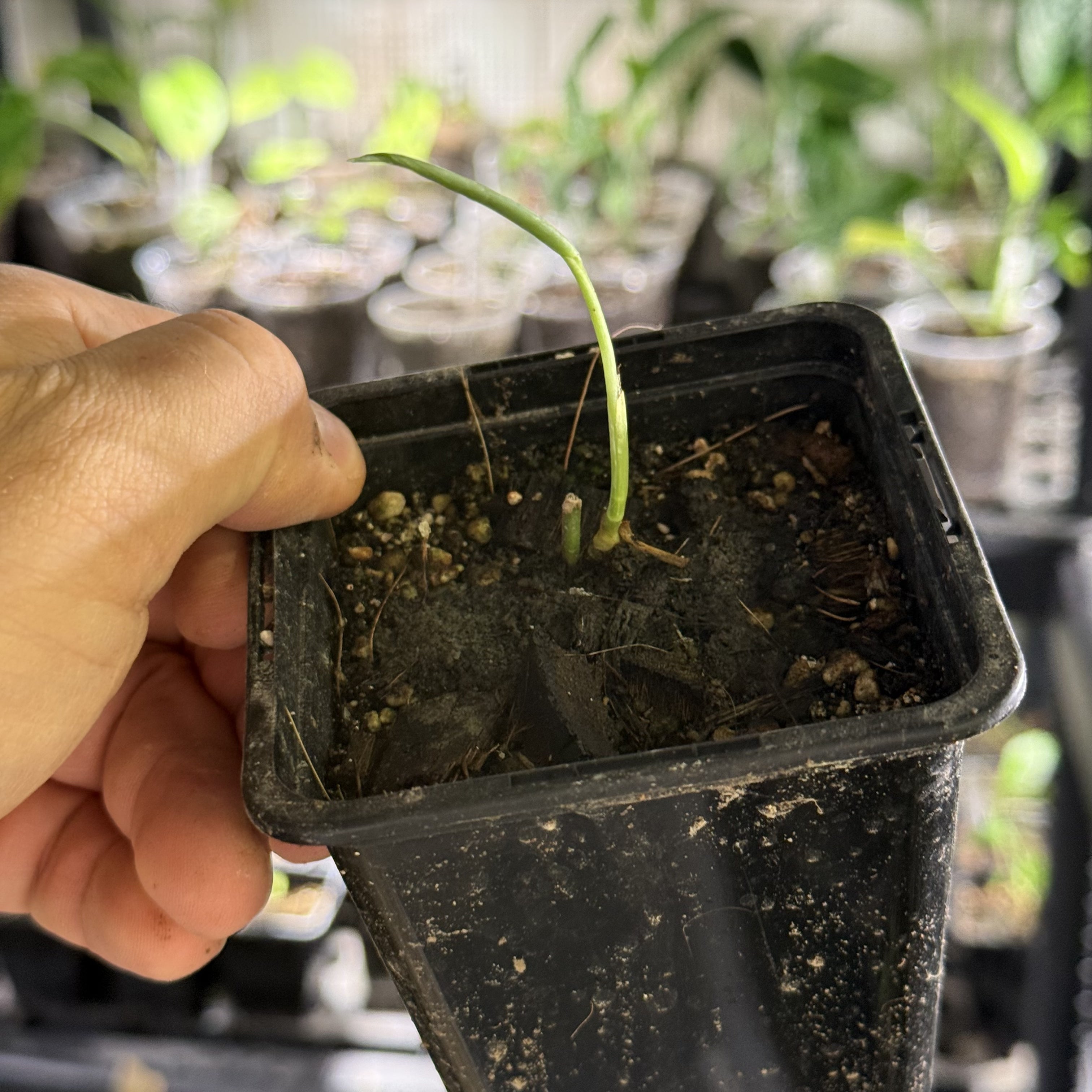 Monstera obliqua colombia