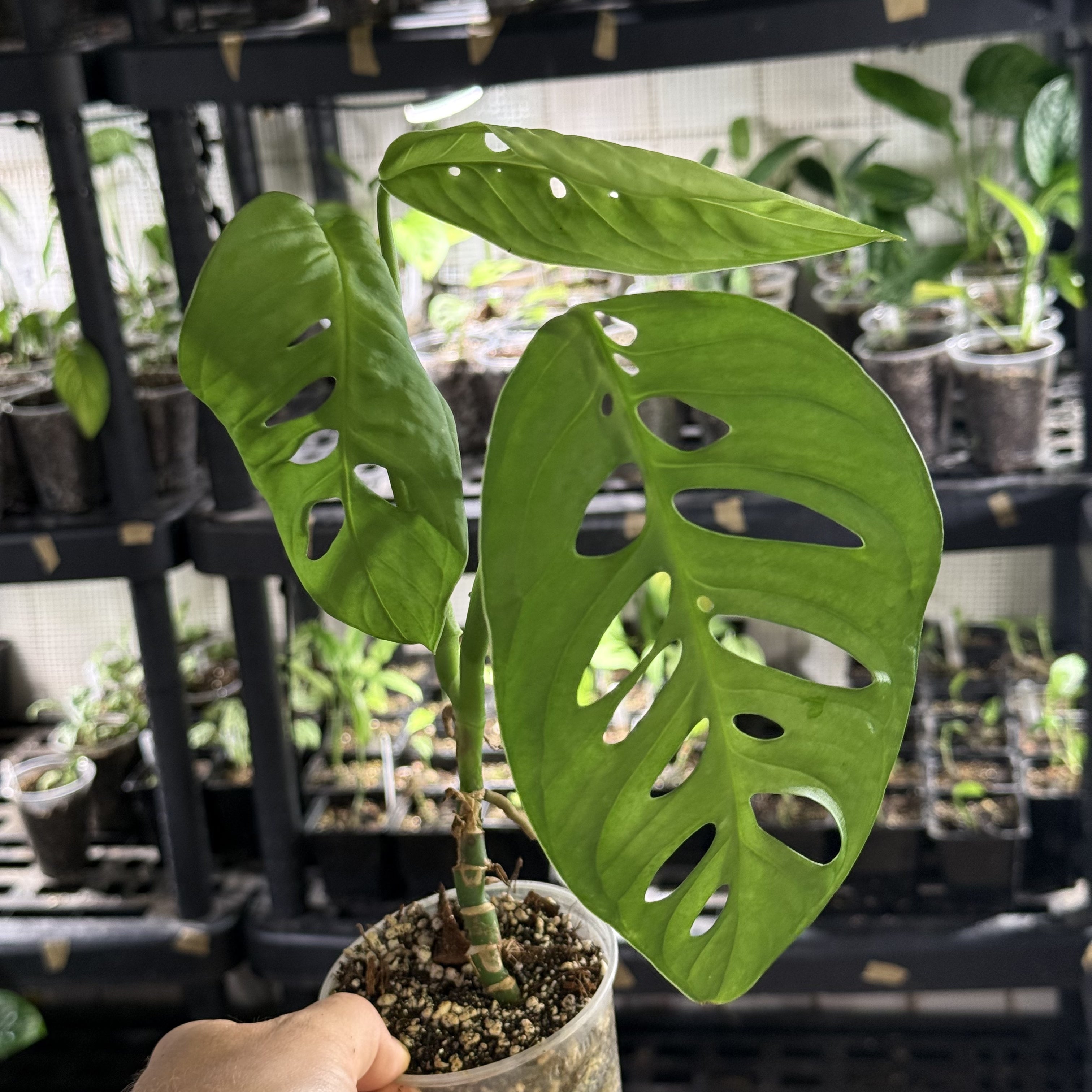 Monstera susp. esqueleto