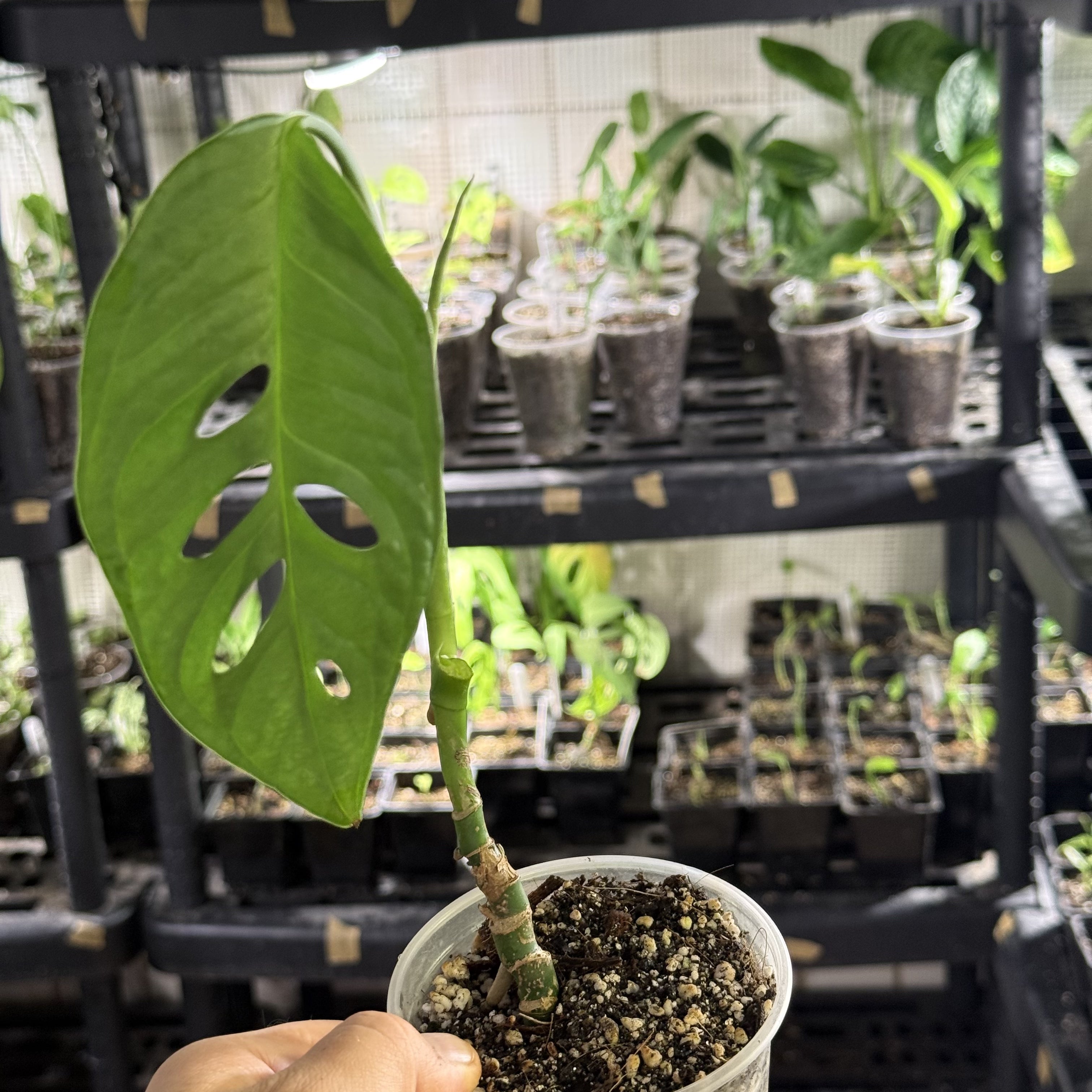 Monstera susp. esqueleto