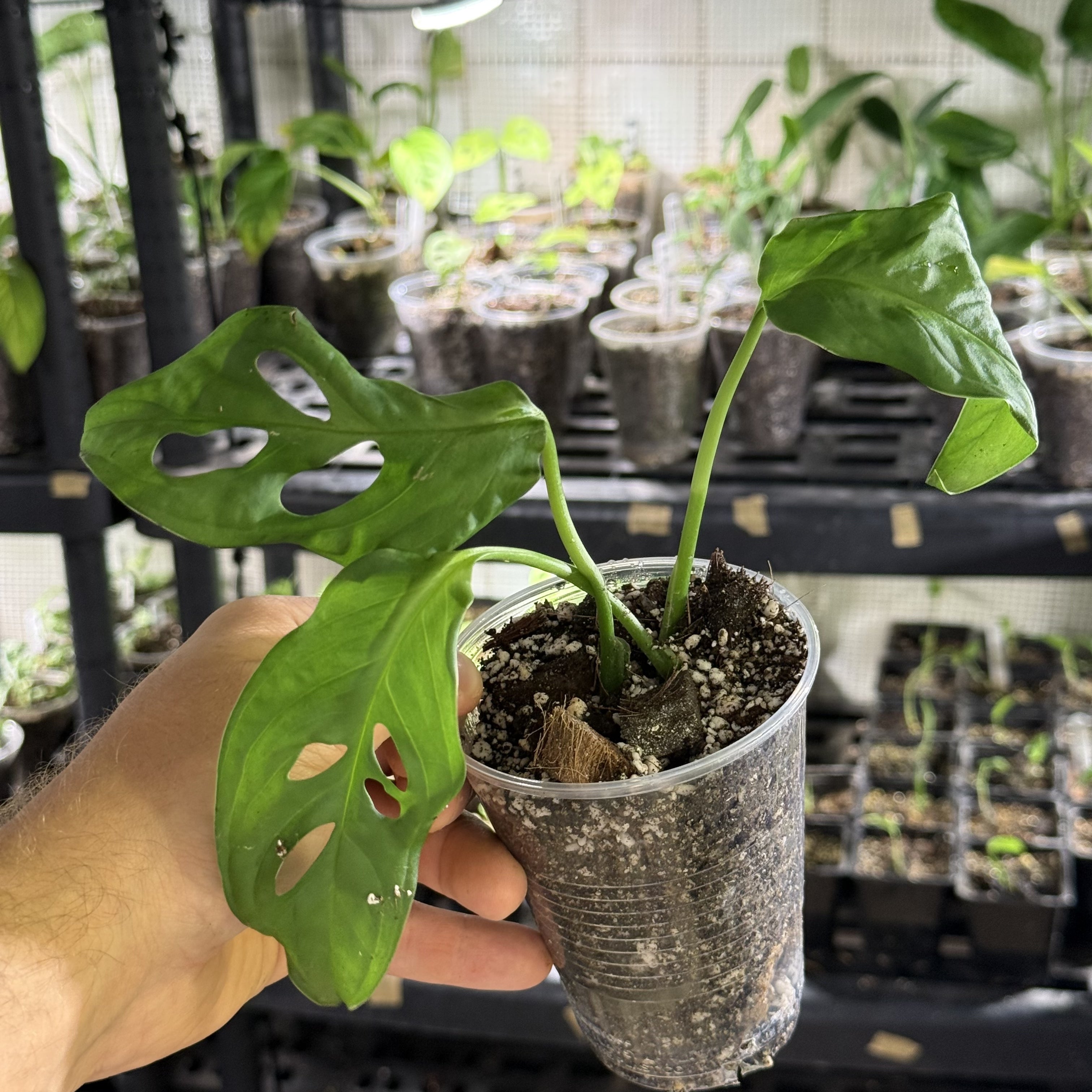 Monstera susp. esqueleto