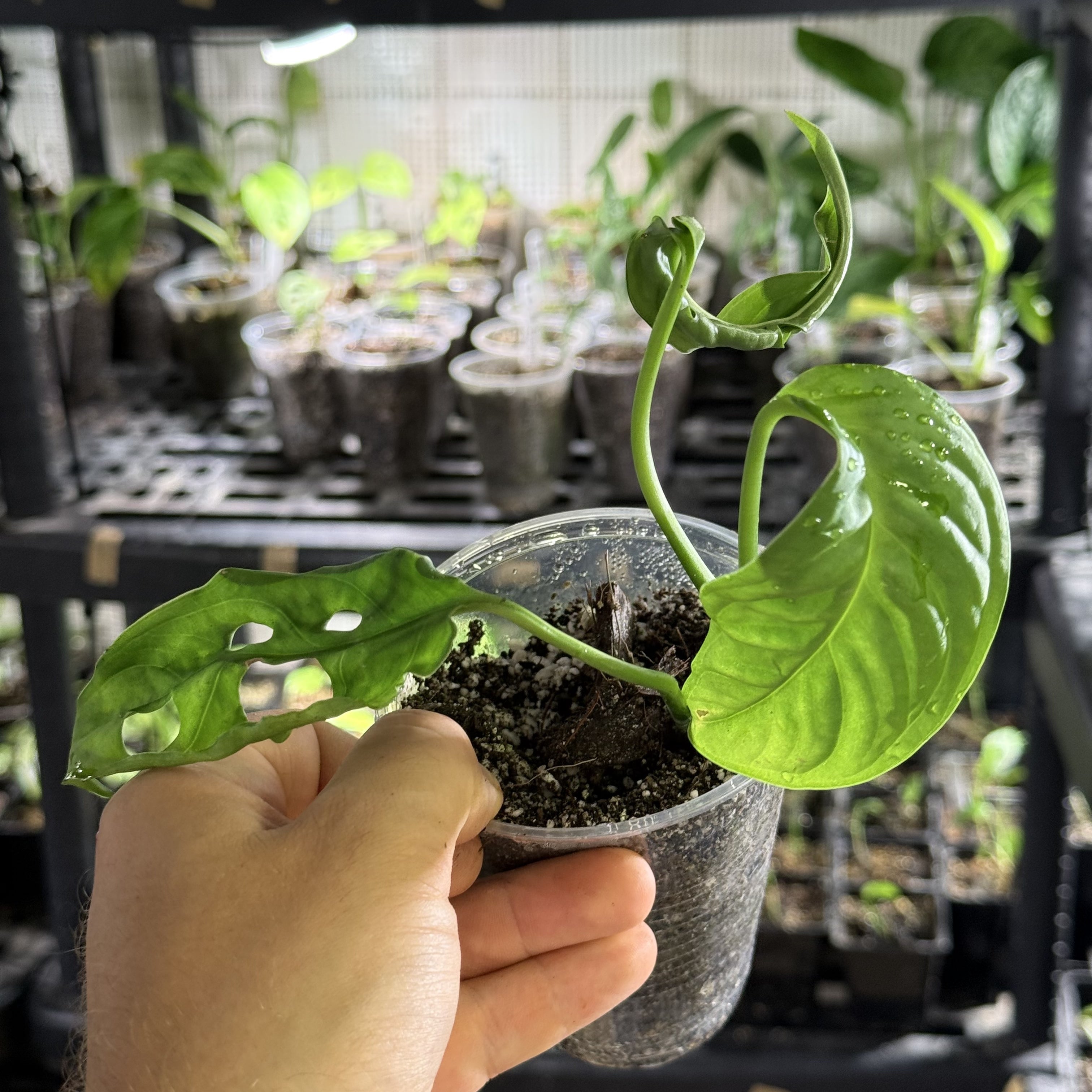 Monstera susp. esqueleto