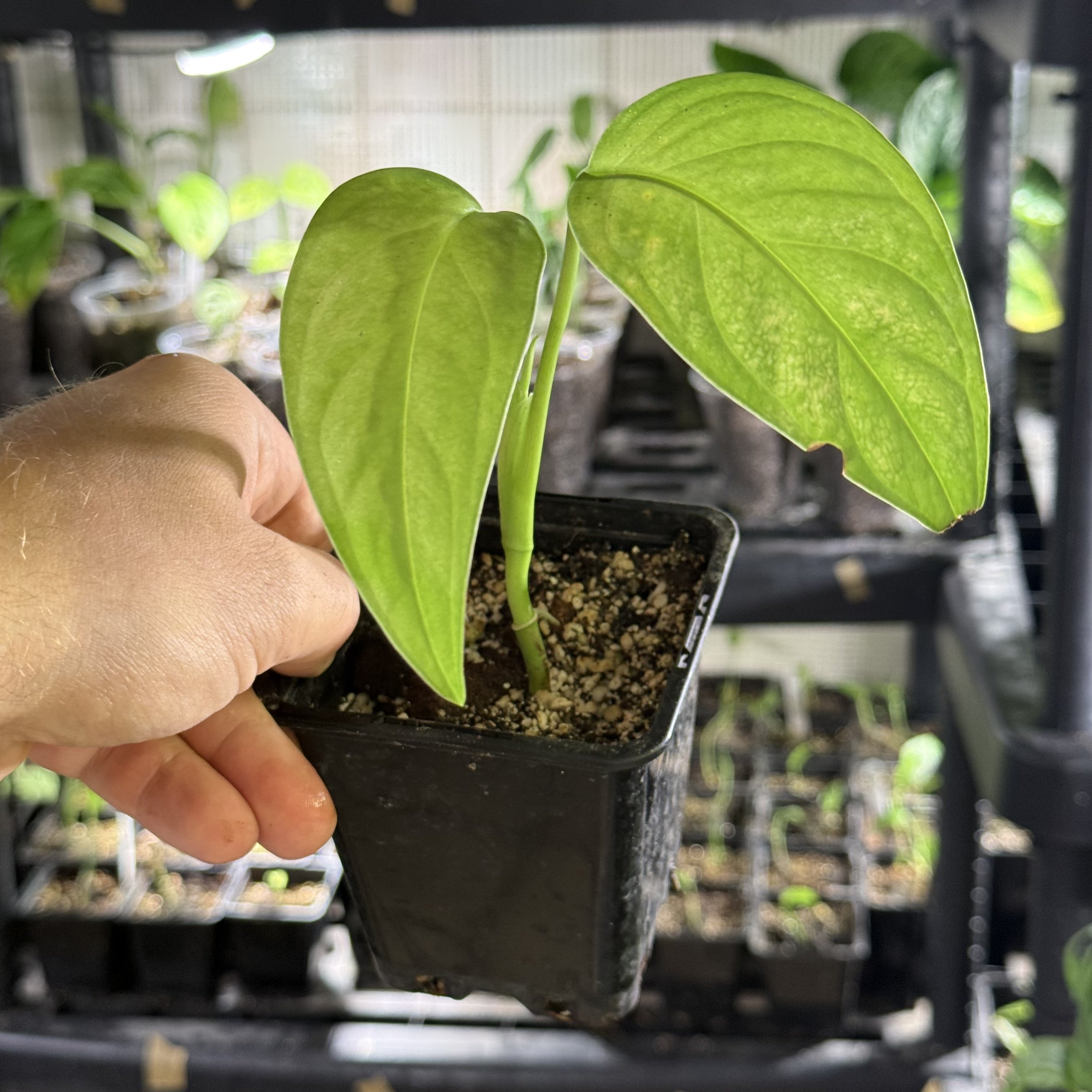 Monstera susp. esqueleto