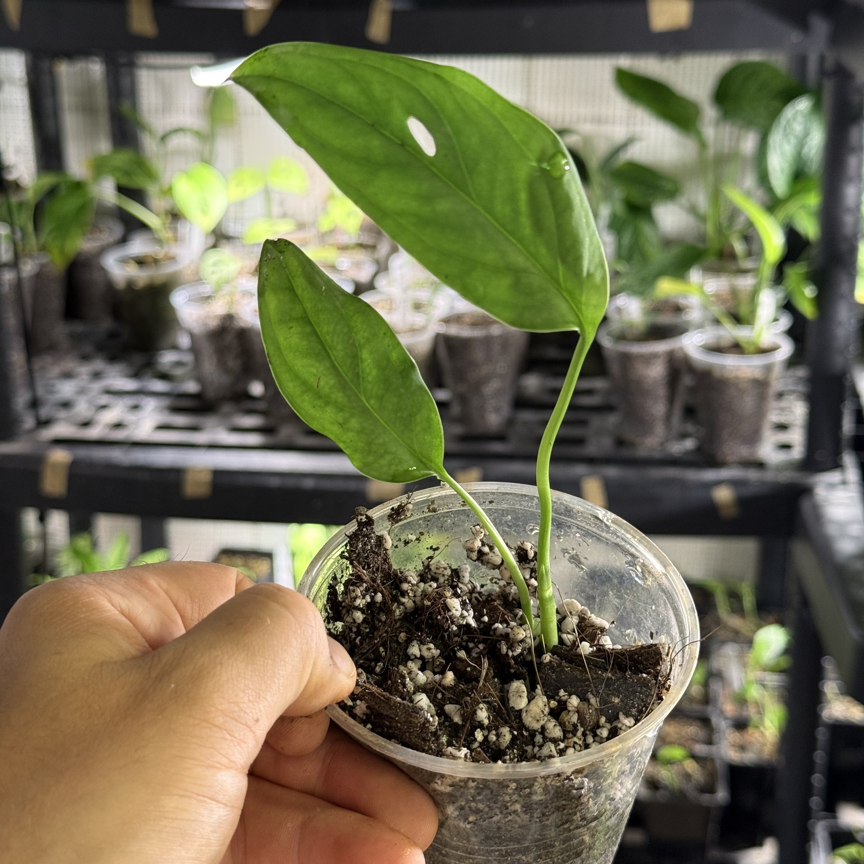 Monstera susp. esqueleto