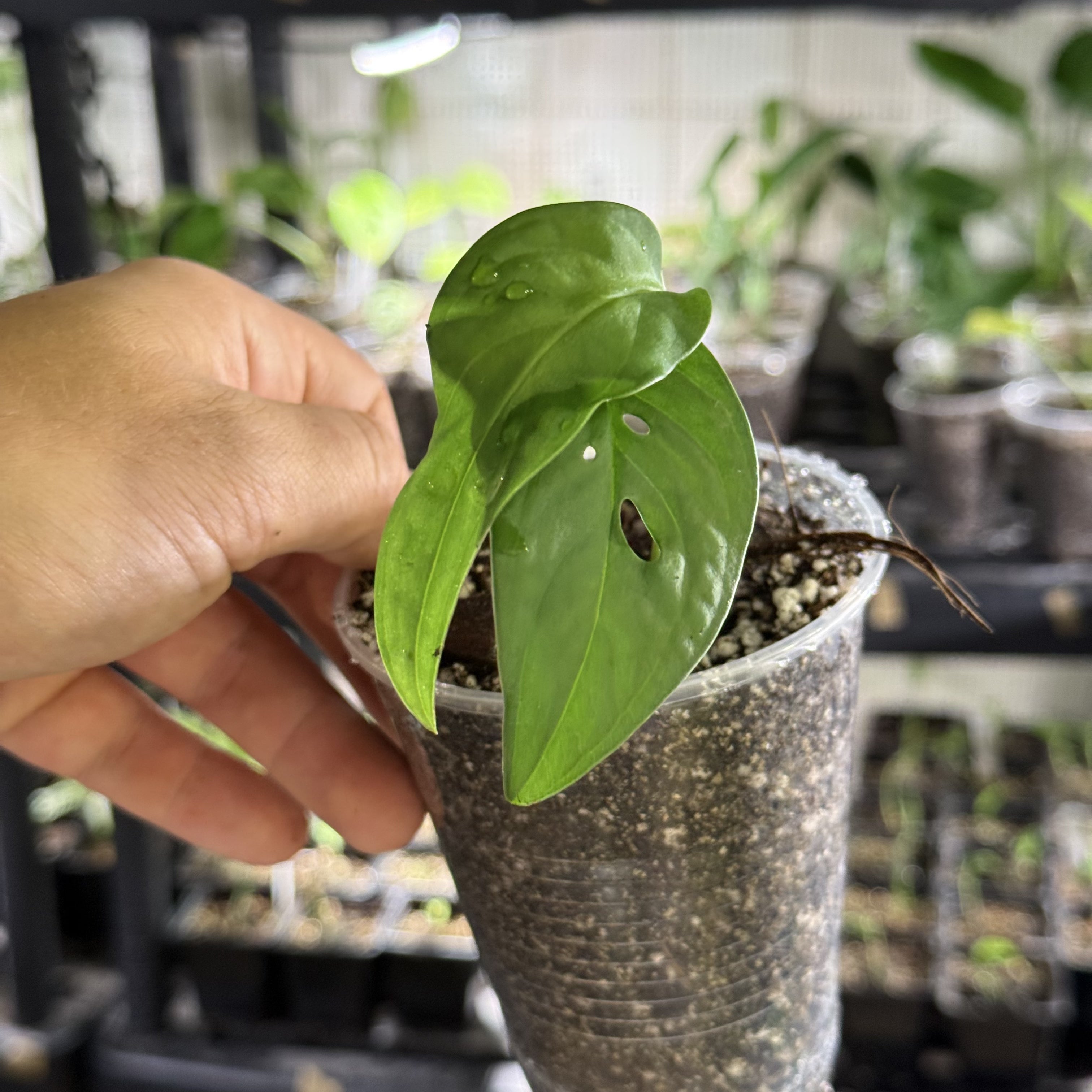 Monstera susp. esqueleto